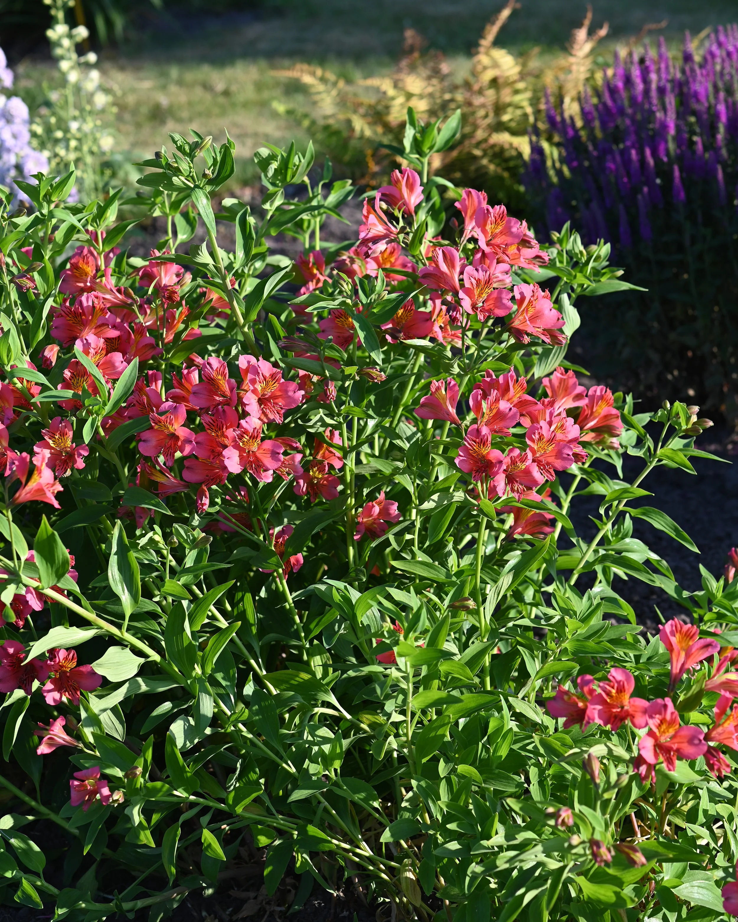 Alstroemeria 'Tiercé' - Image 12