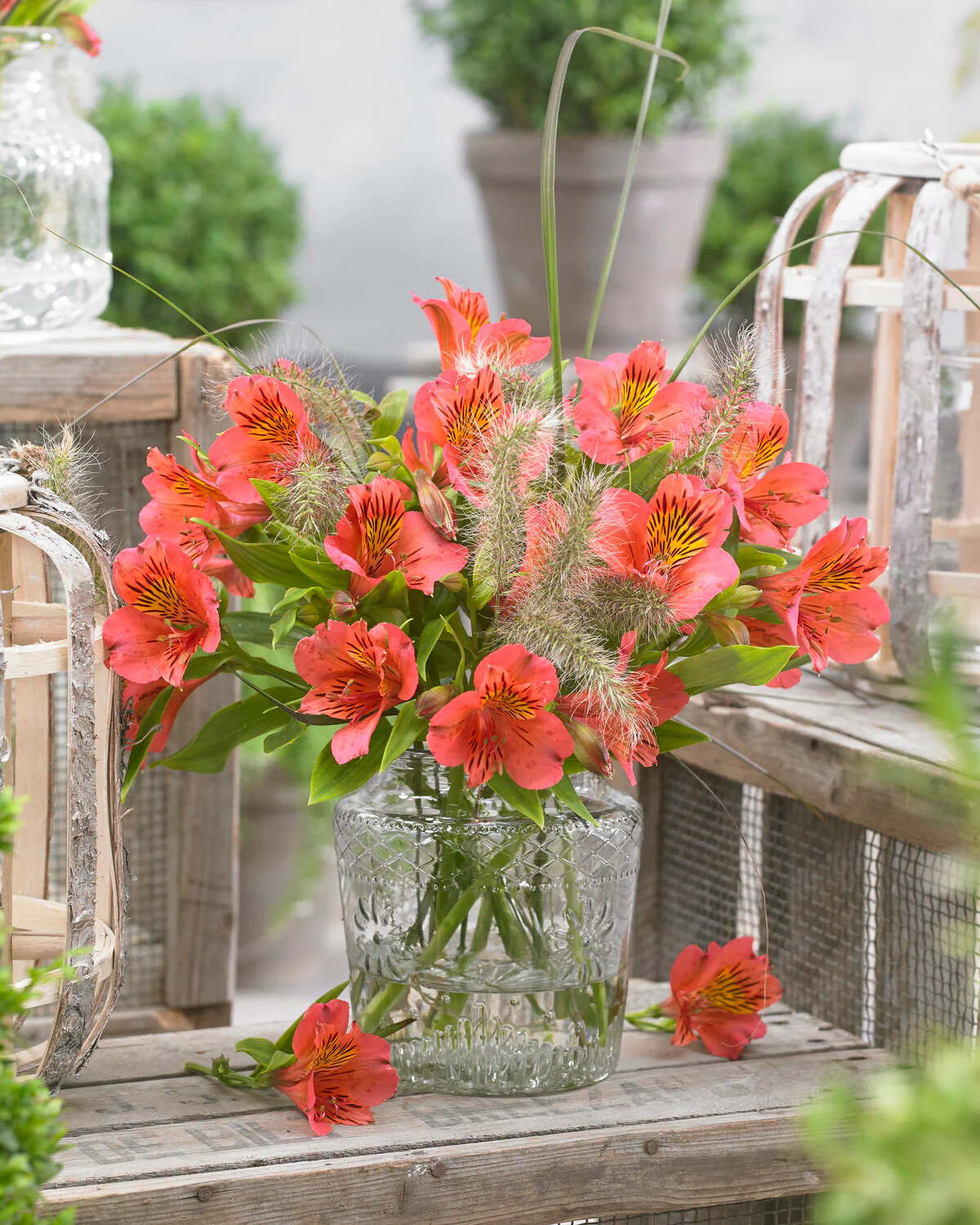 Alstroemeria 'Tiercé' - Image 3