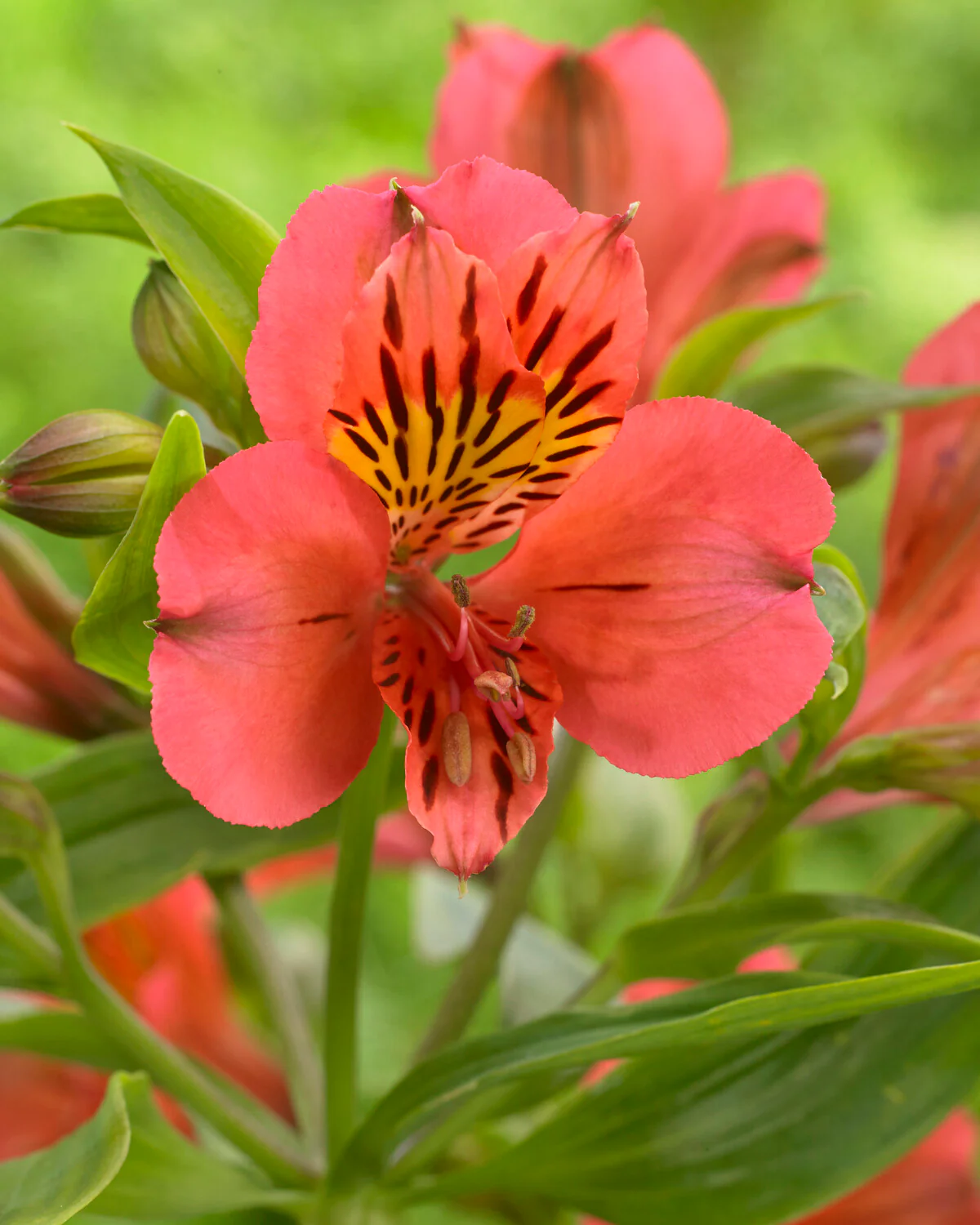Alstroemeria 'Tiercé' - Image 4