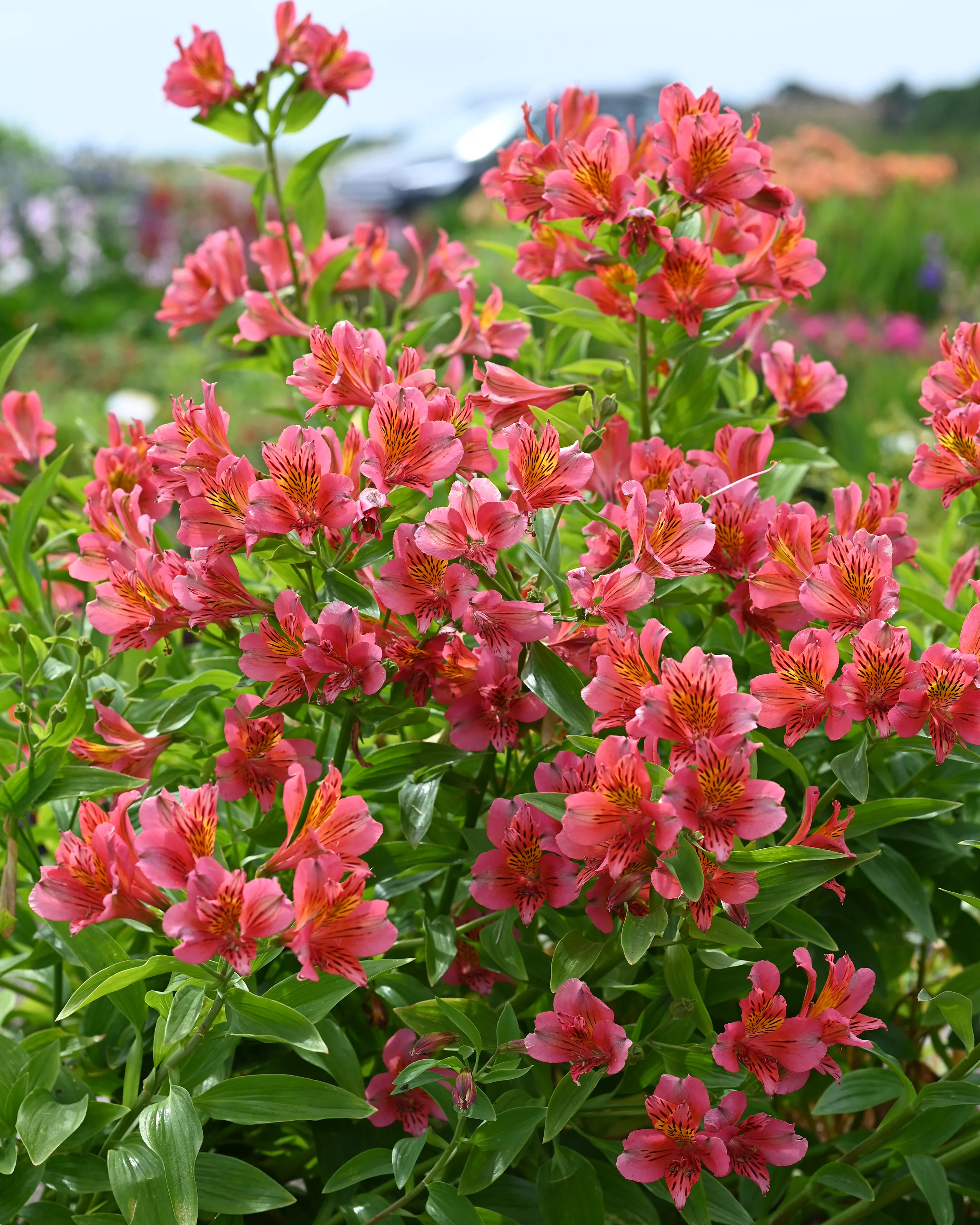 Alstroemeria 'Tiercé' - Image 5