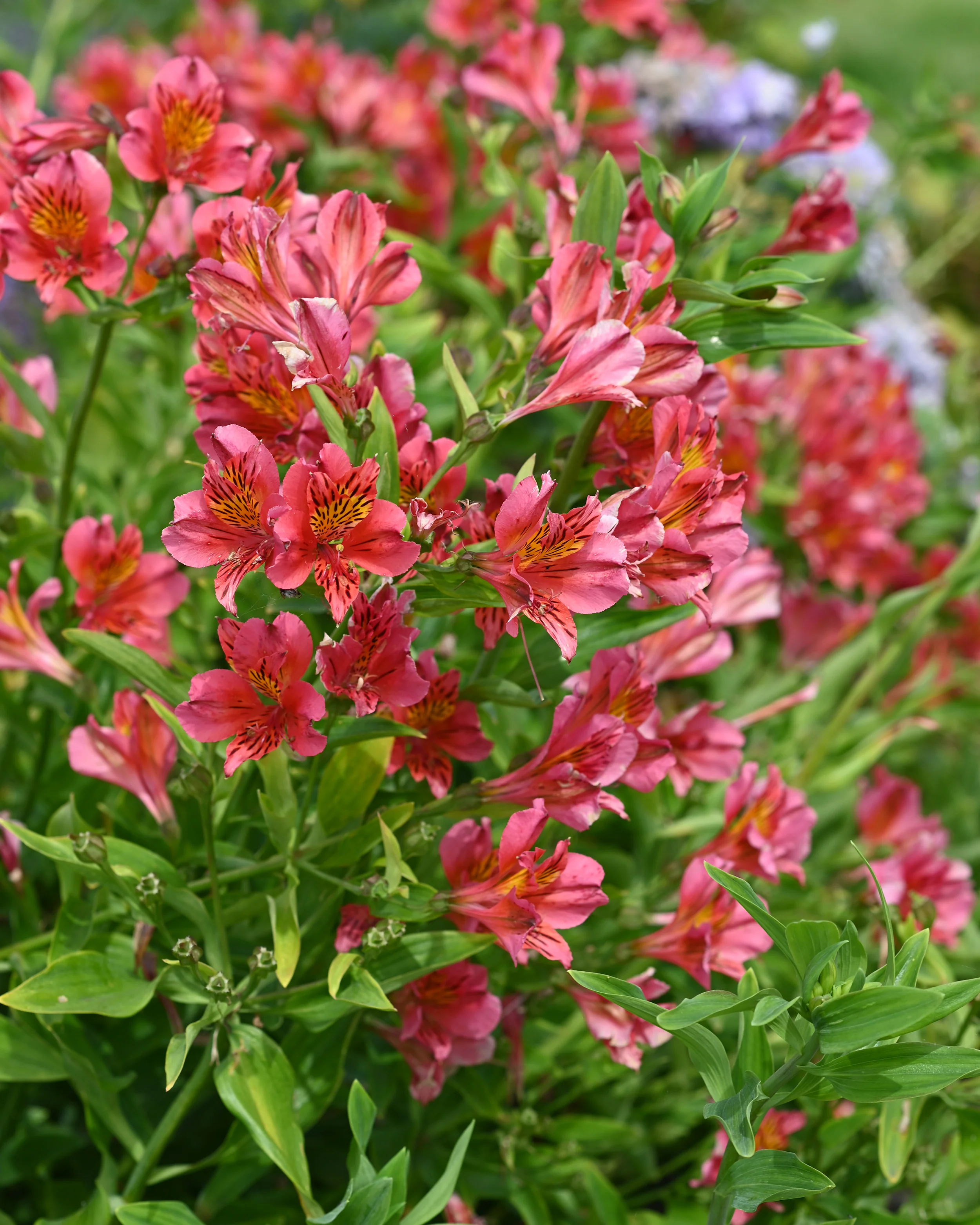 Alstroemeria 'Tiercé' - Image 7
