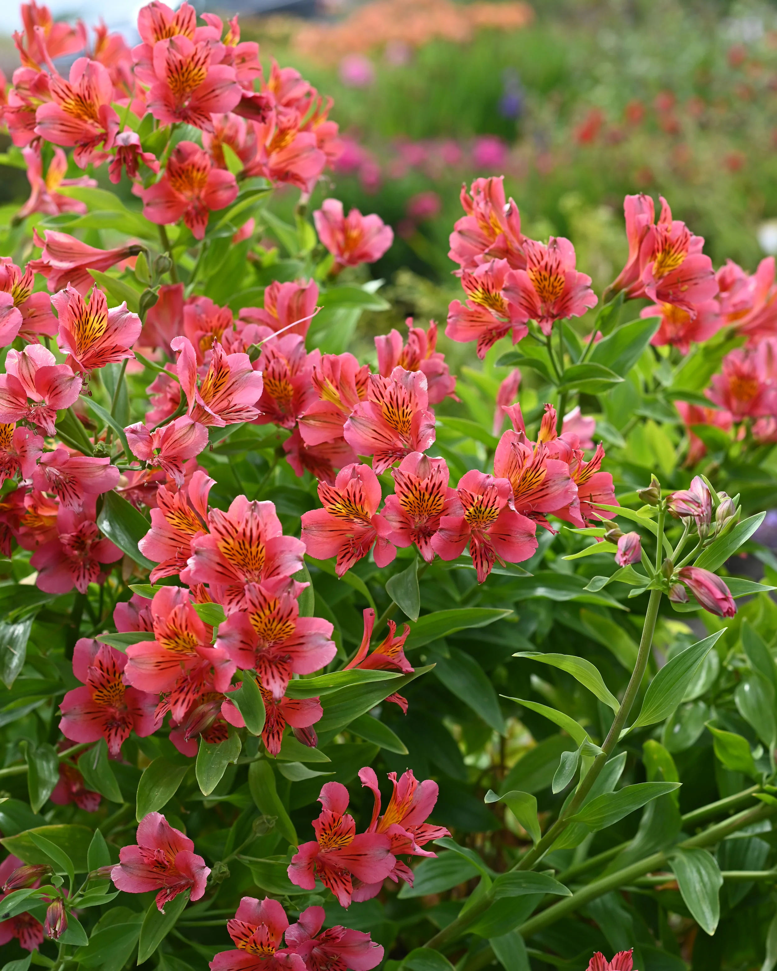 Alstroemeria 'Tiercé' - Image 9