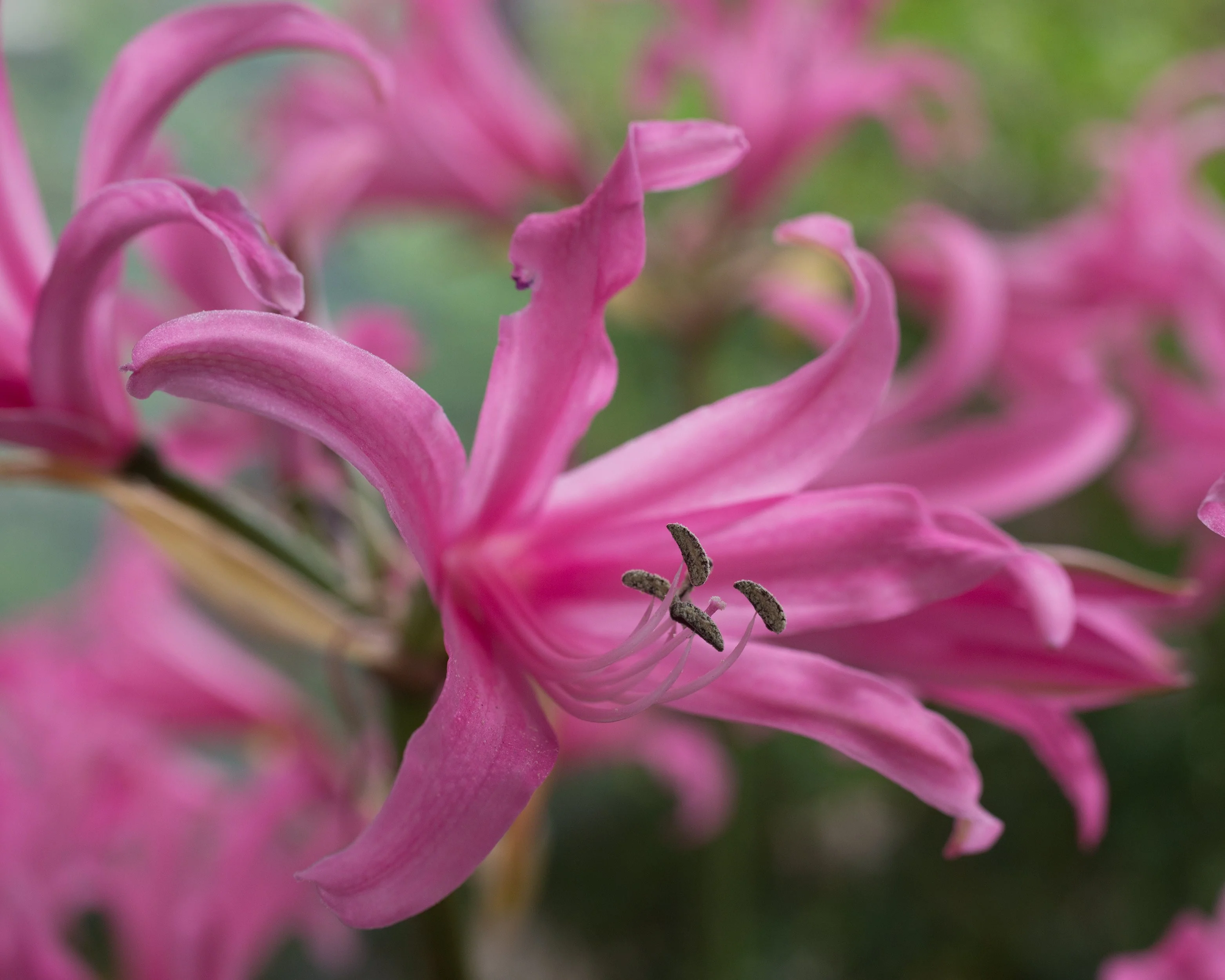 Amarine belladiva 'Aphrodite' - Image 6