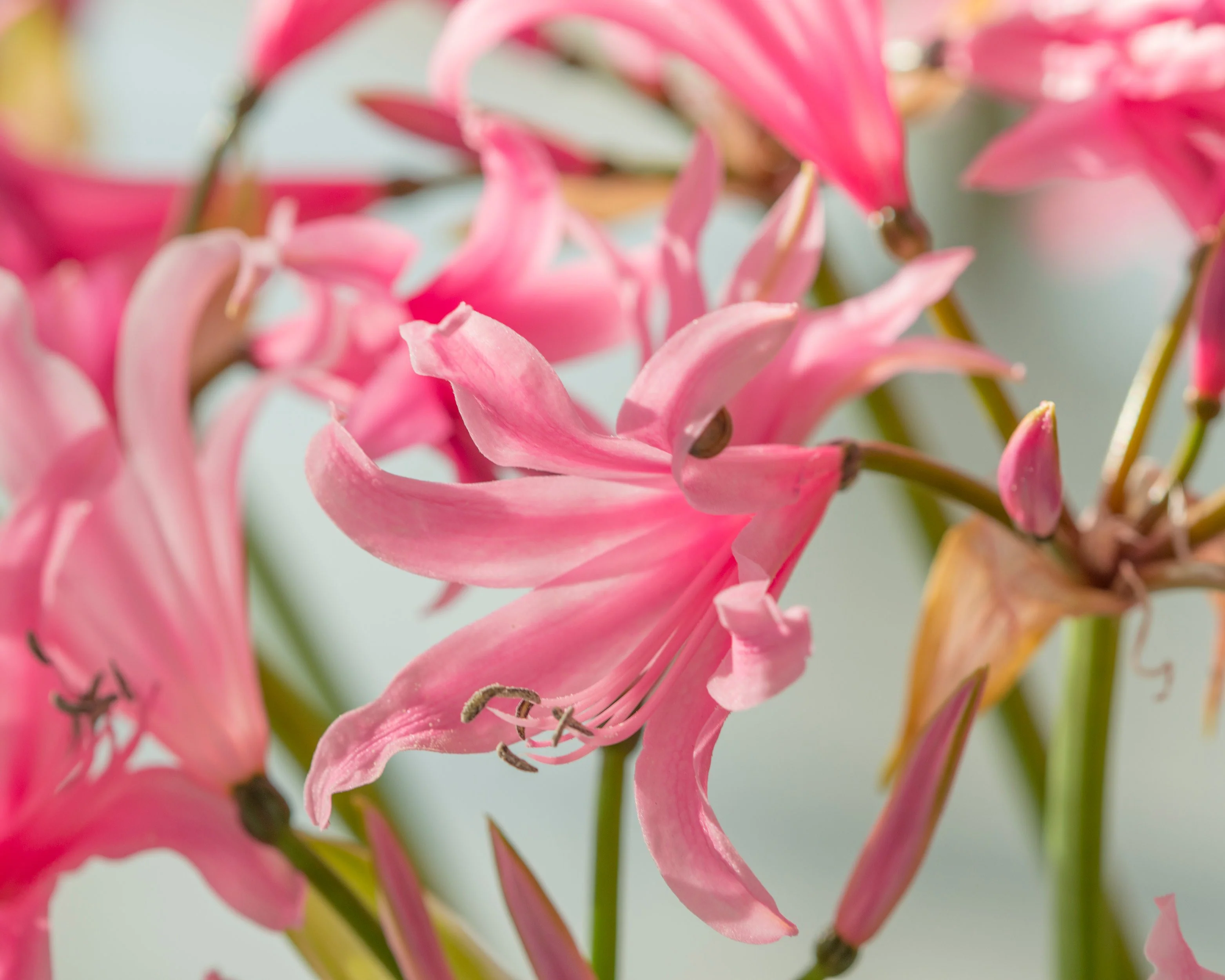 Amarine belladiva 'Aphrodite' - Image 9