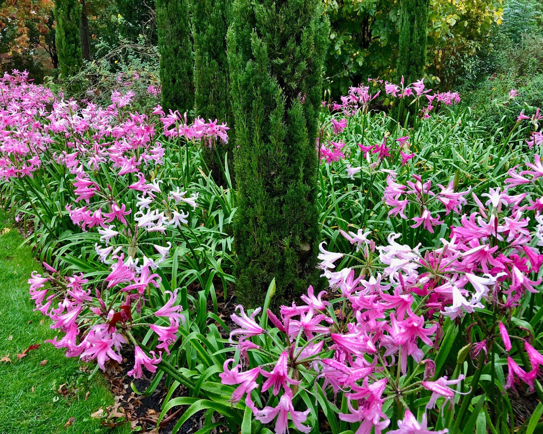 Amarine belladiva 'Emanuelle' - Image 4