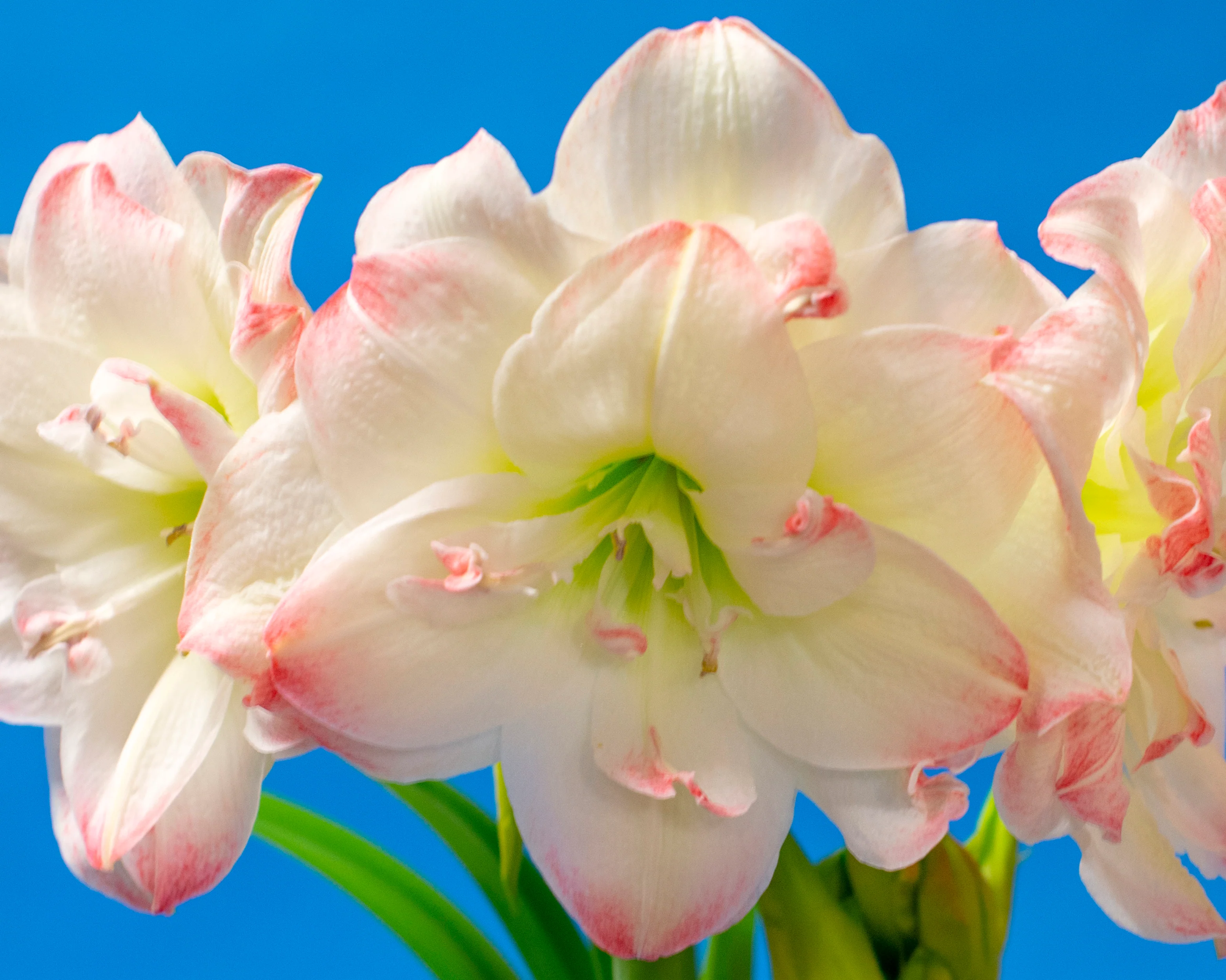 Amaryllis 'Amadeus Candy' - Image 10