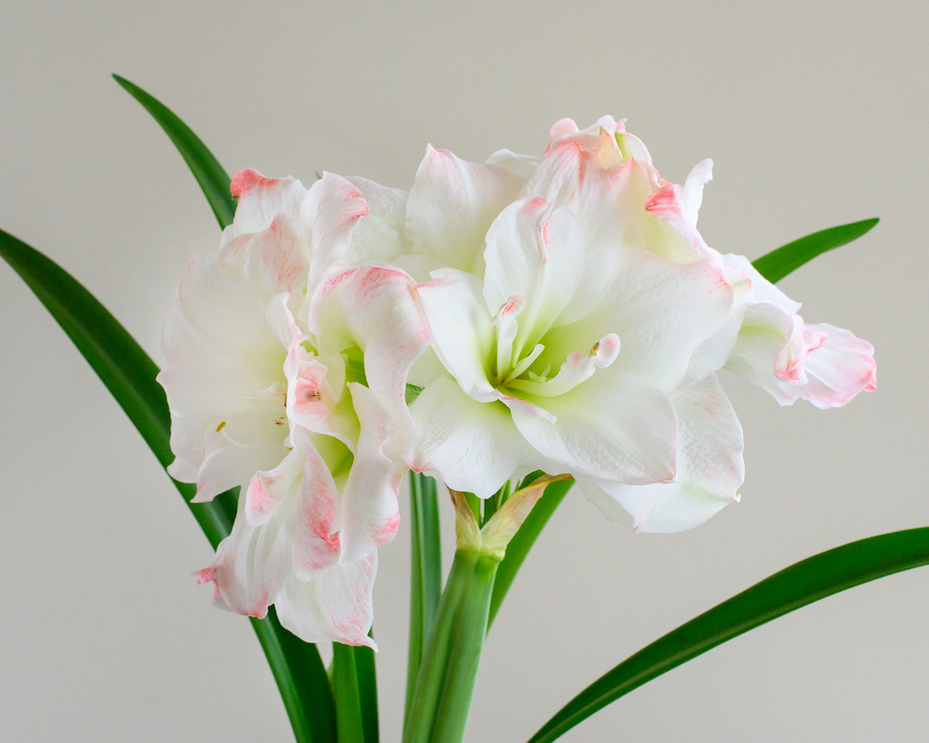 Amaryllis 'Amadeus Candy' - Image 11