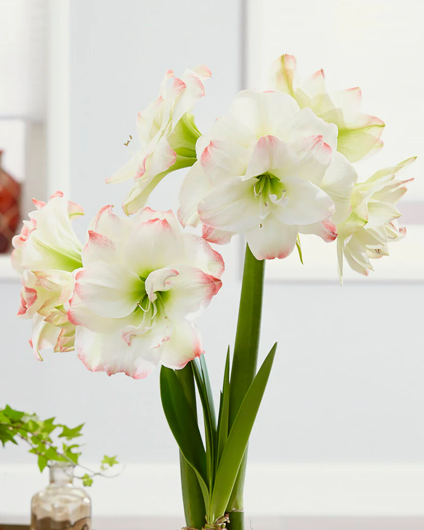 Amaryllis 'Amadeus Candy' - Image 12
