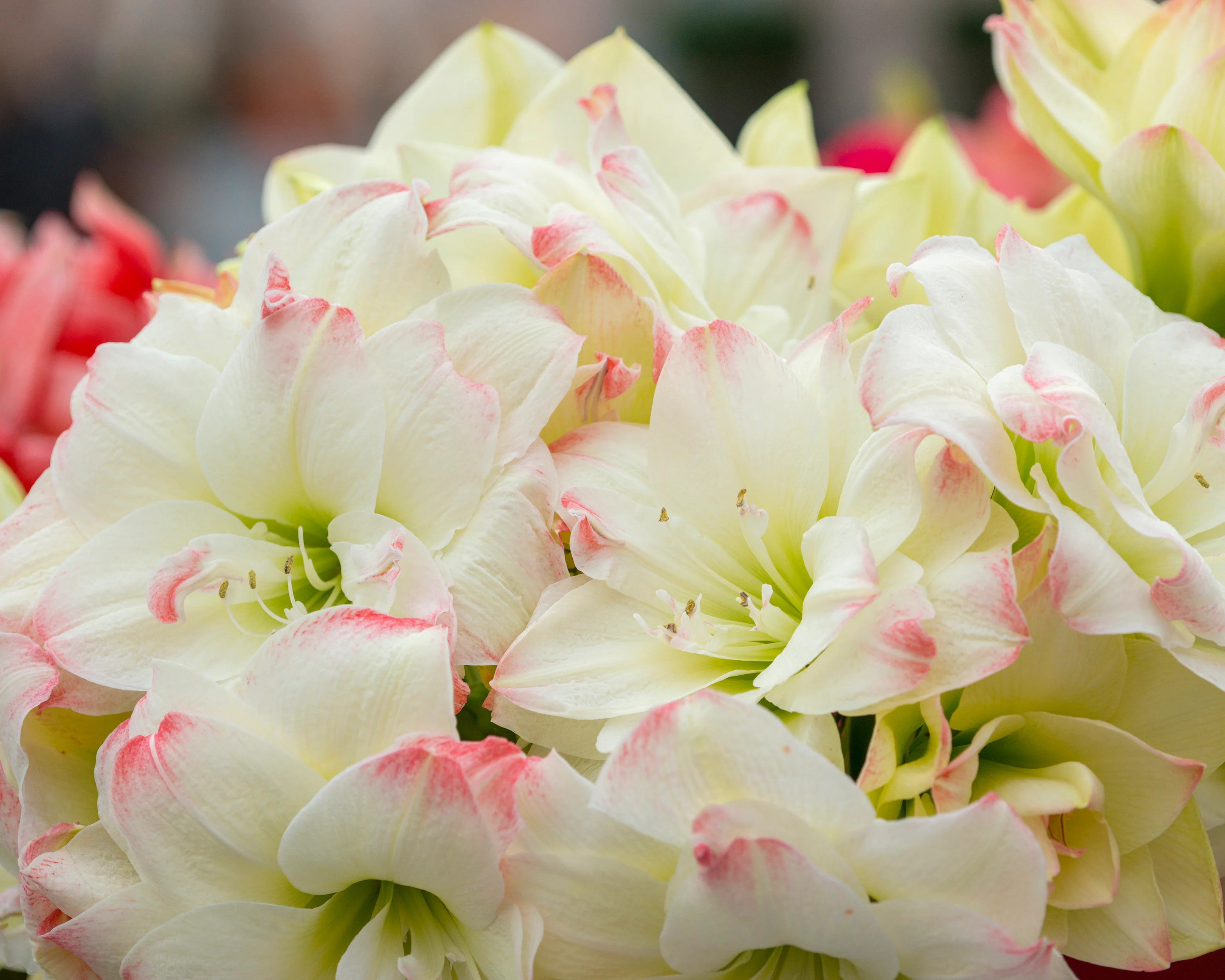 Amaryllis 'Amadeus Candy' - Image 13