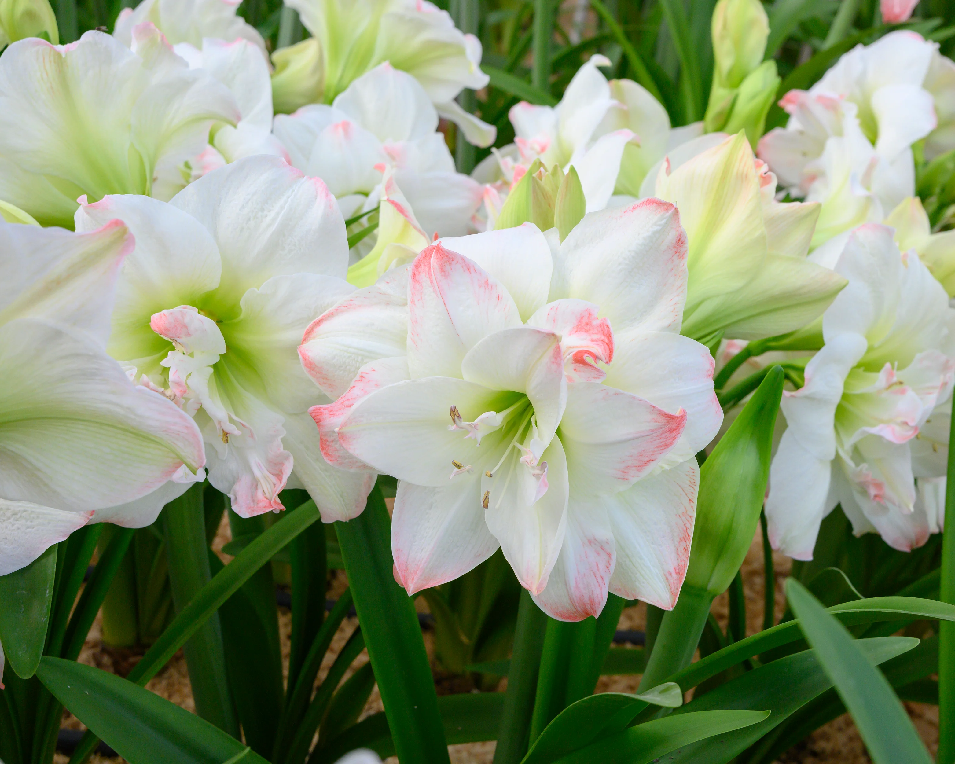 Amaryllis 'Amadeus Candy' - Image 14