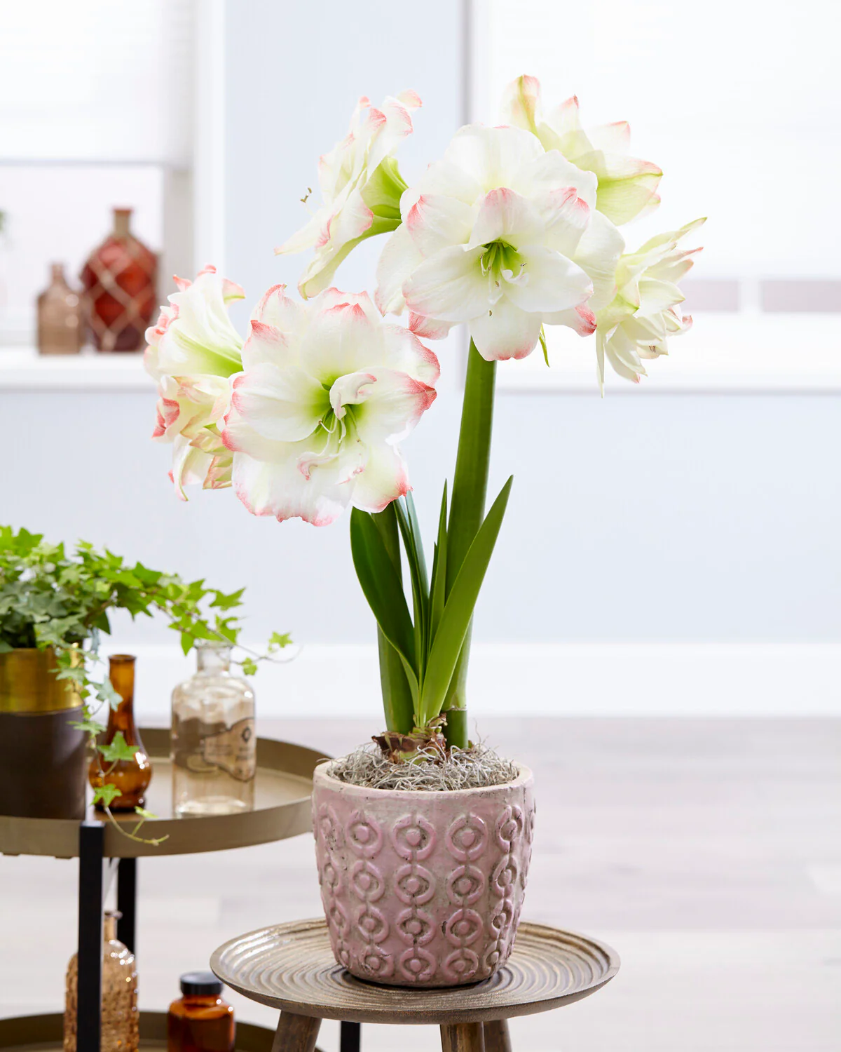 Amaryllis 'Amadeus Candy' - Image 2