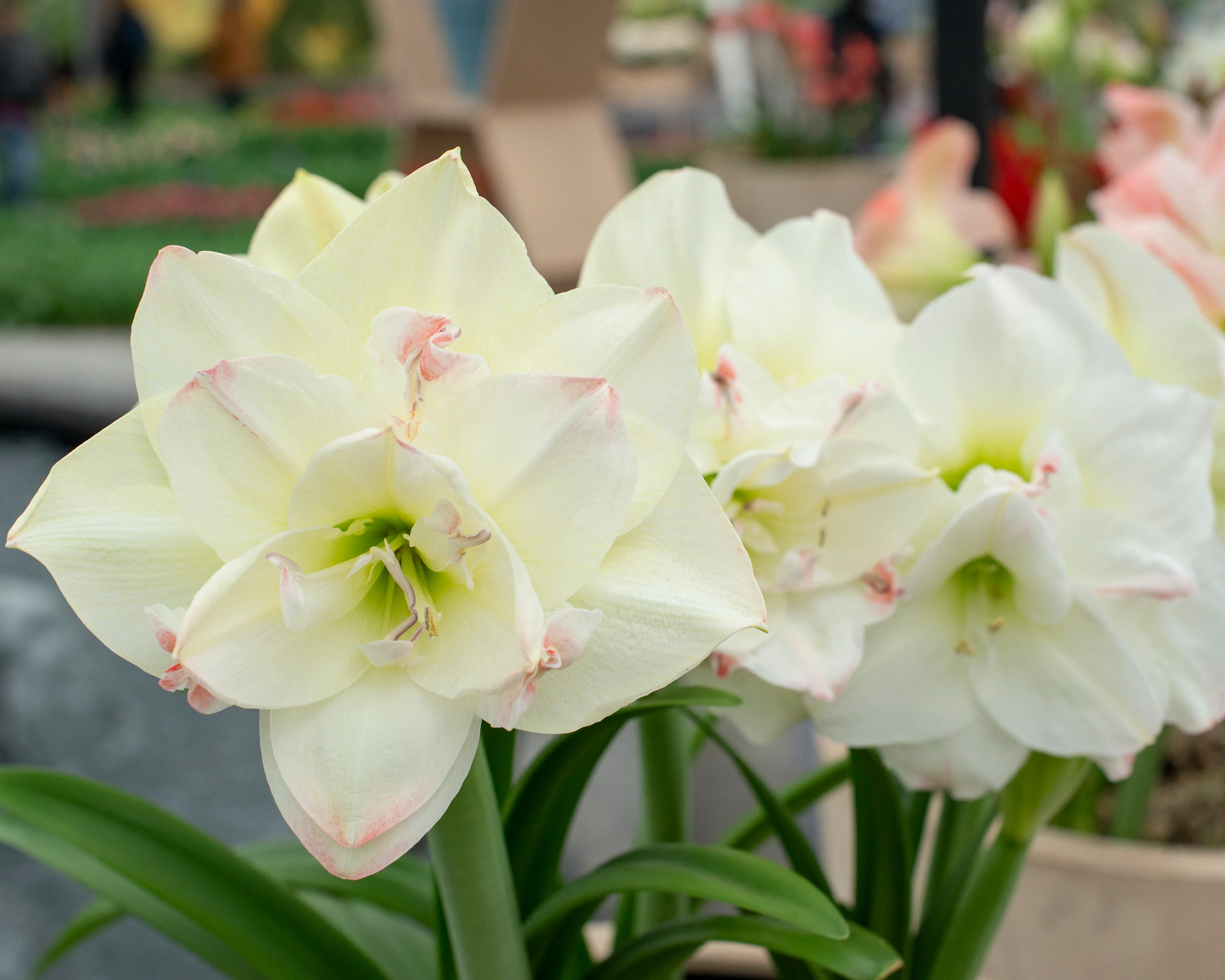 Amaryllis 'Amadeus Candy' - Image 8