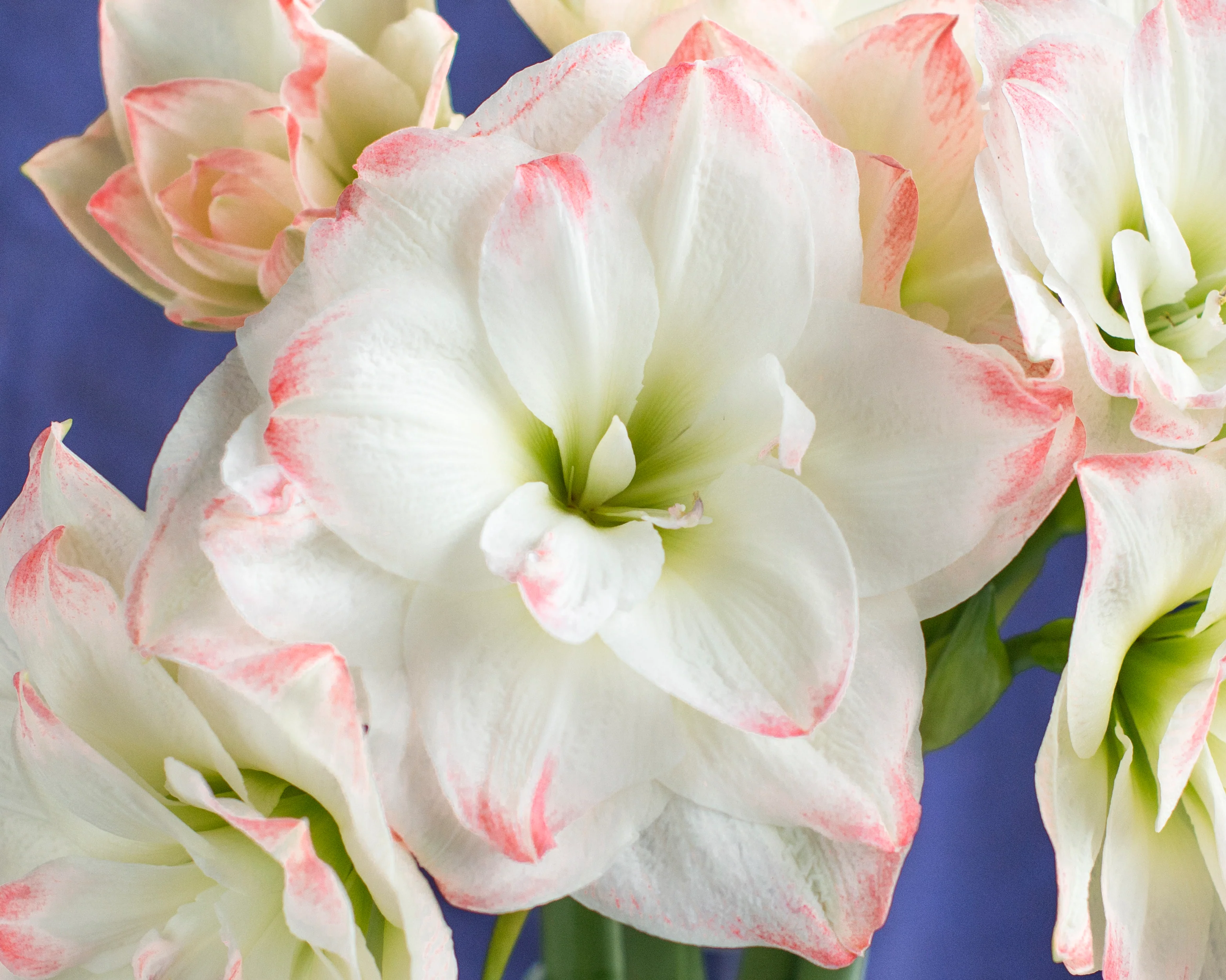Amaryllis 'Amadeus Candy' - Image 9