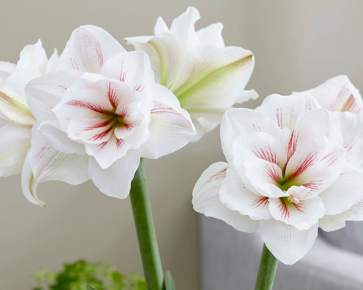 Amaryllis 'Aquaro' - Image 3