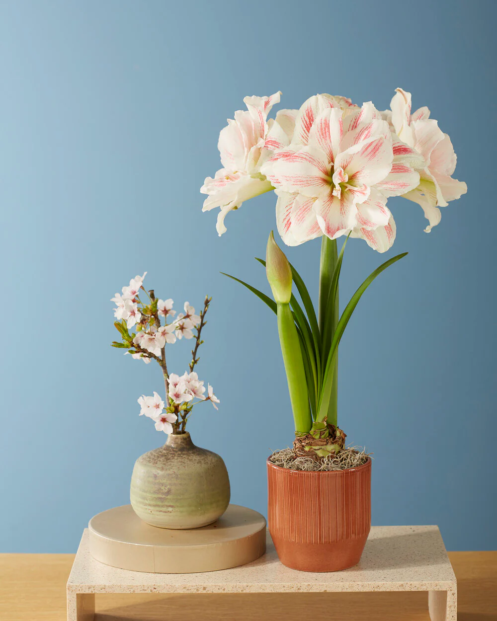 Amaryllis 'Aquaro' - Image 4