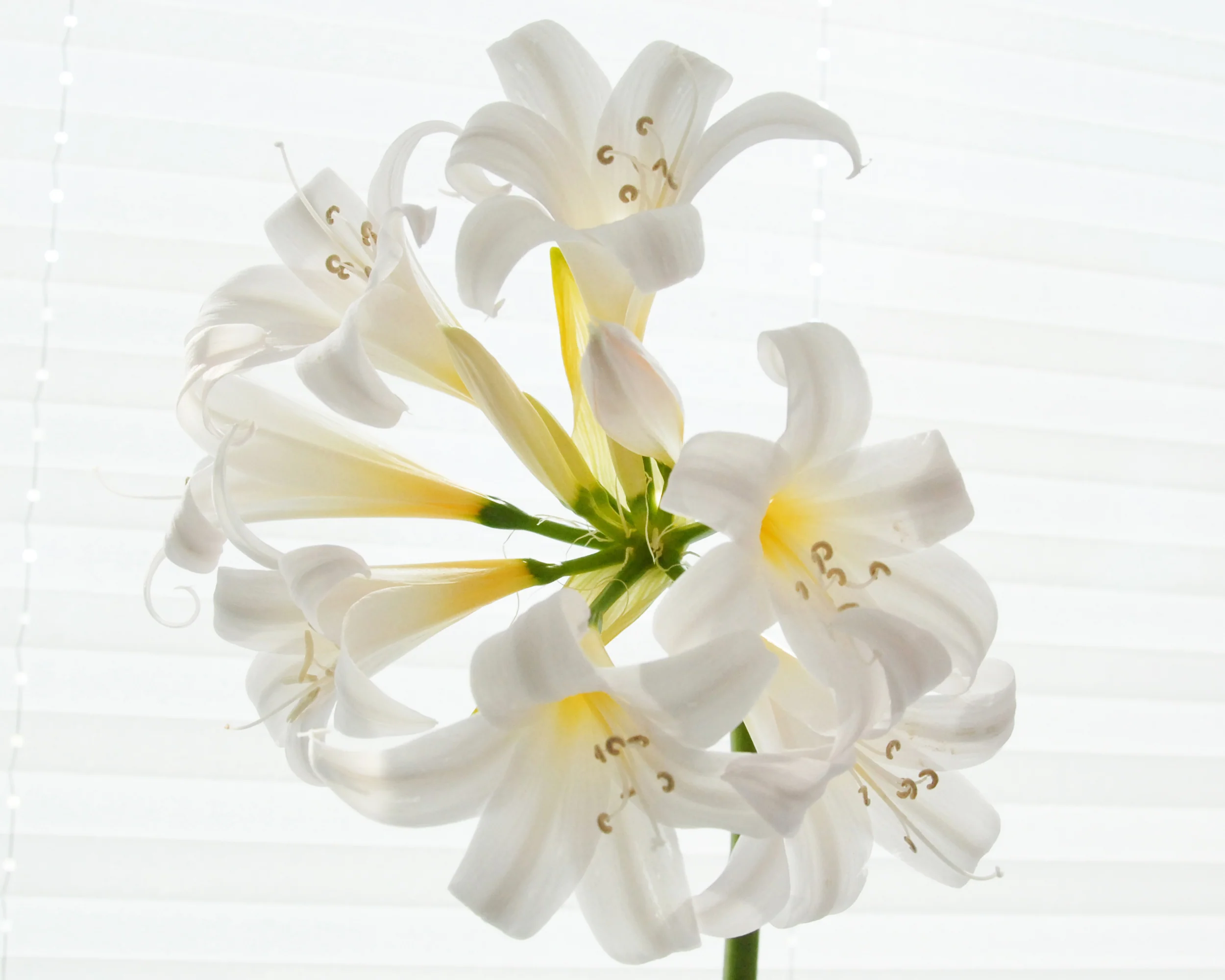 Amaryllis belladonna 'Alba' - Image 3