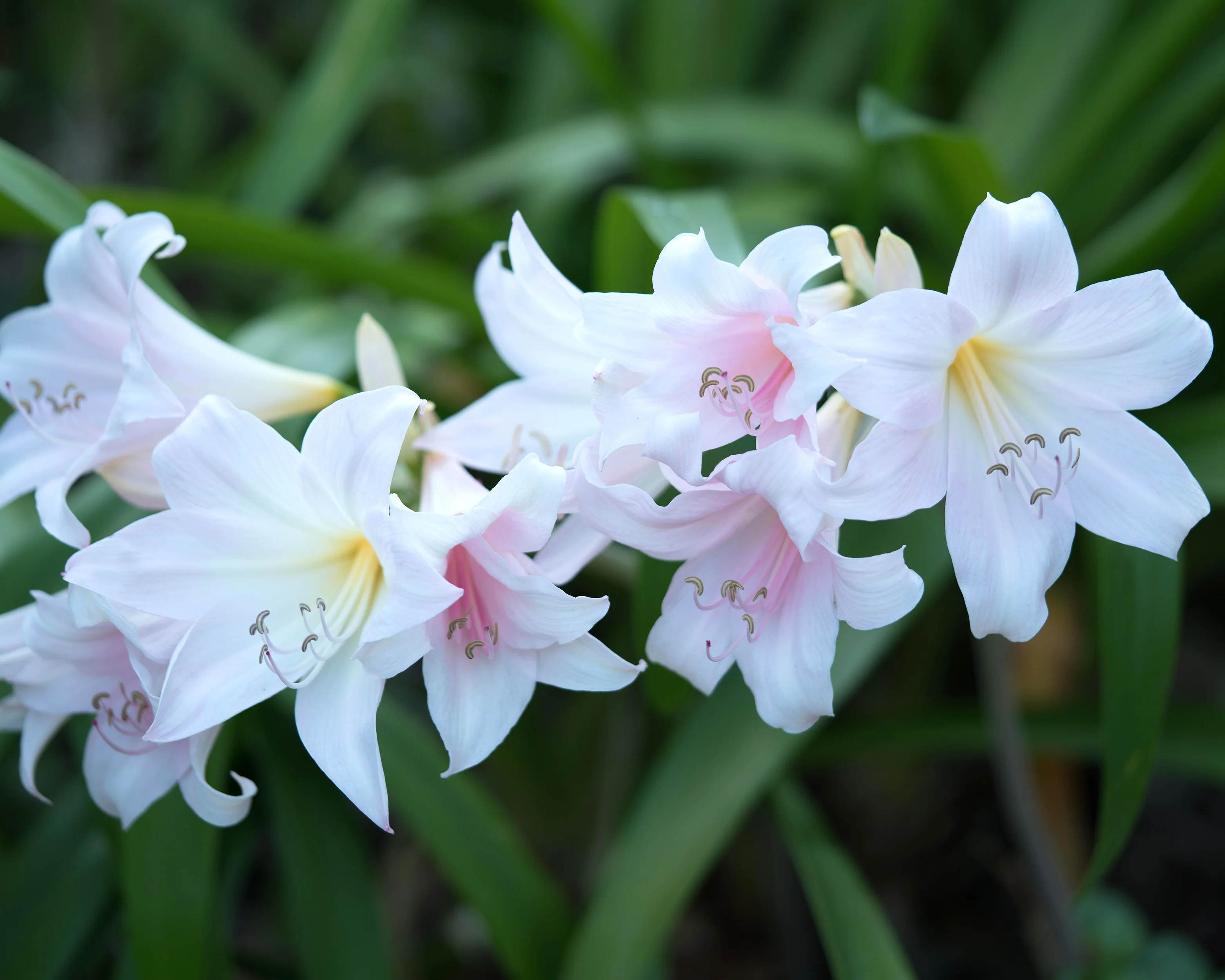 Amaryllis belladonna 'Alba' - Image 4