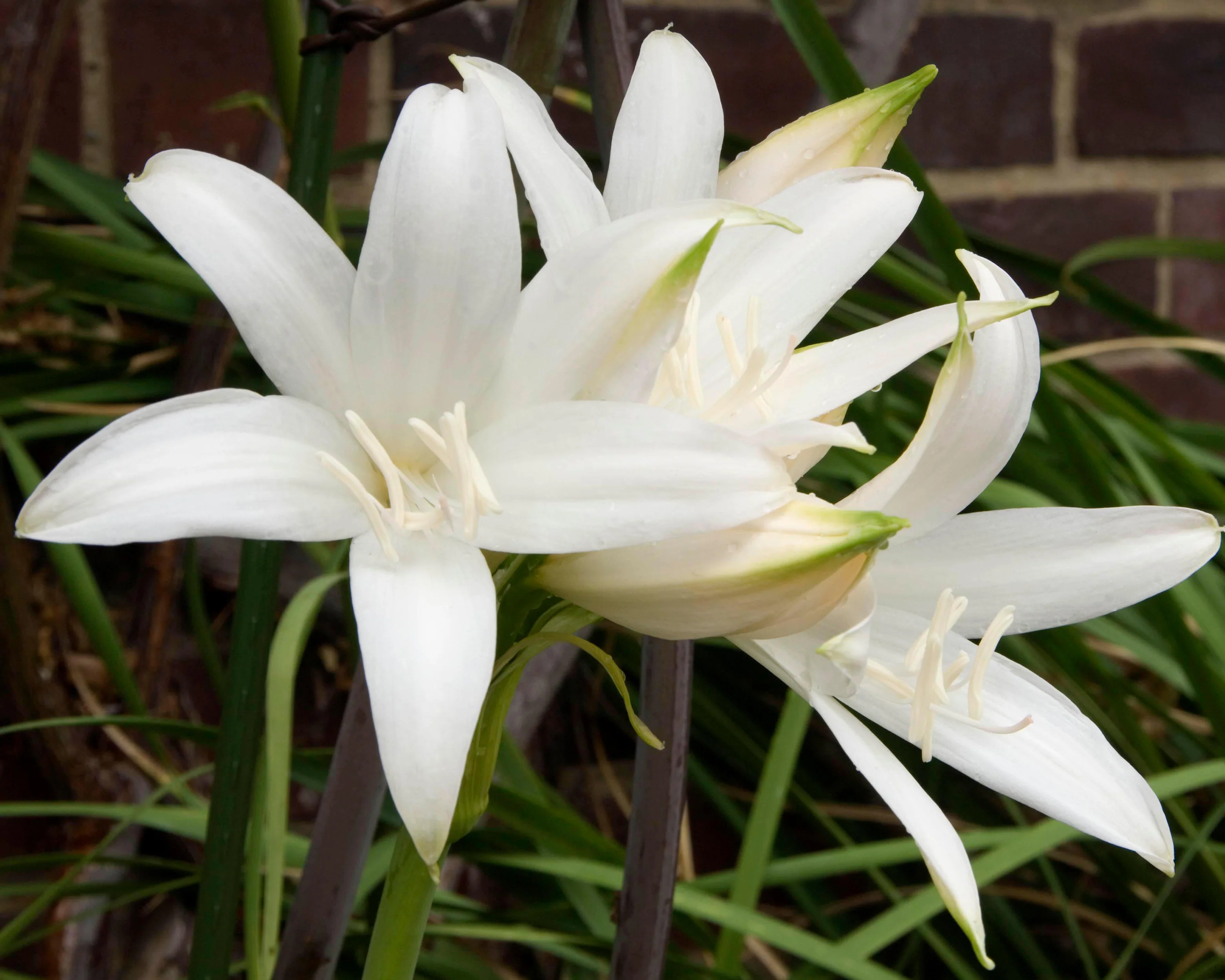 Amaryllis belladonna 'Alba' - Image 6
