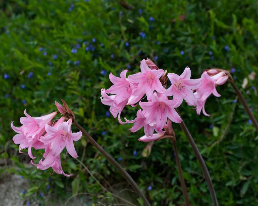 Amaryllis belladonna - Image 11