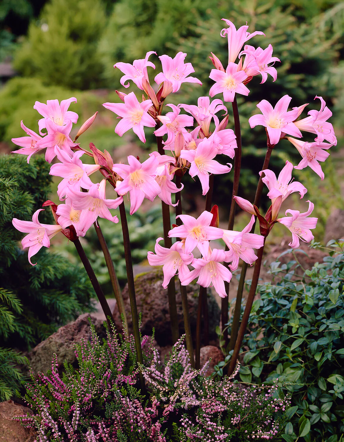 Amaryllis belladonna - Image 3