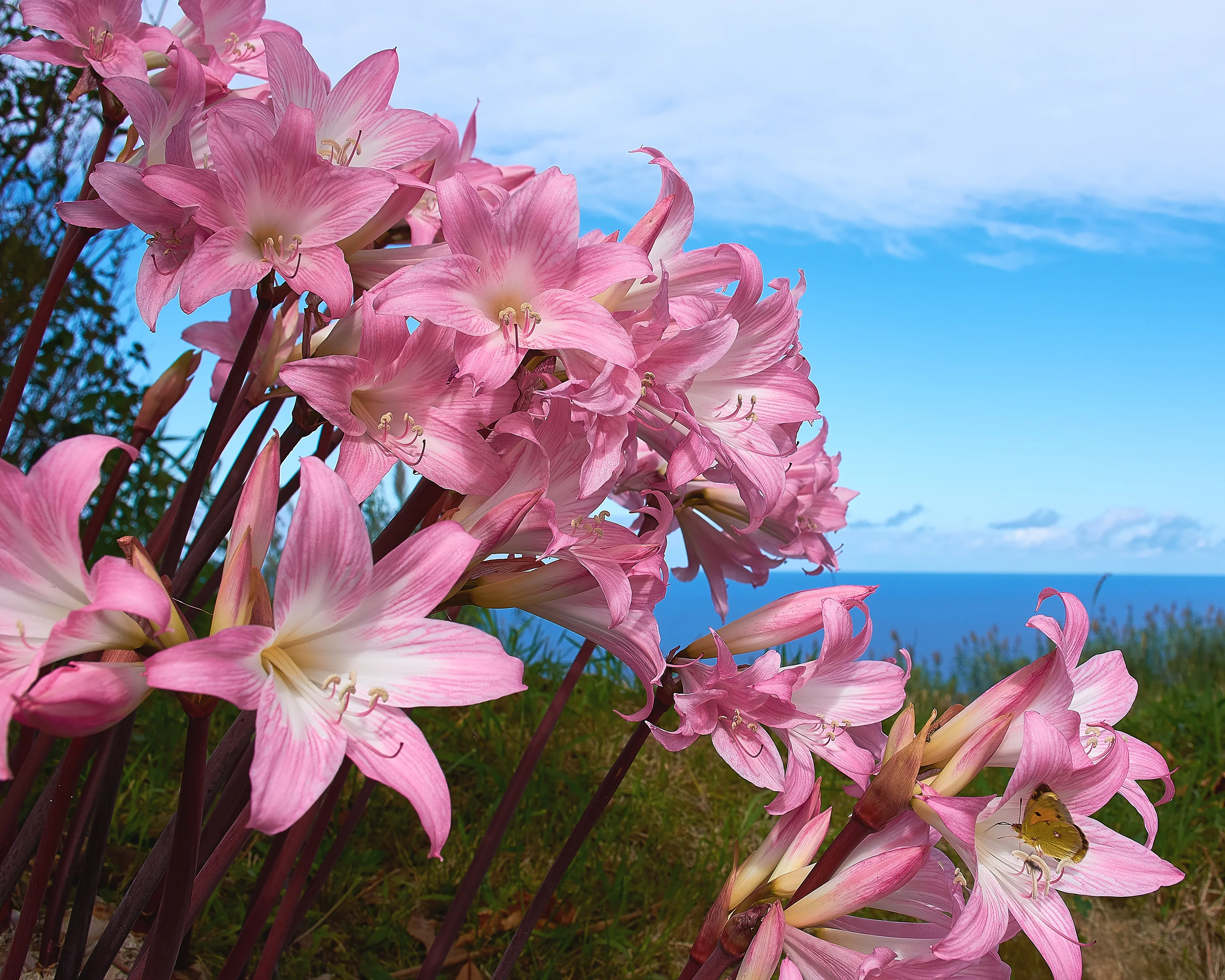 Amaryllis belladonna - Image 5