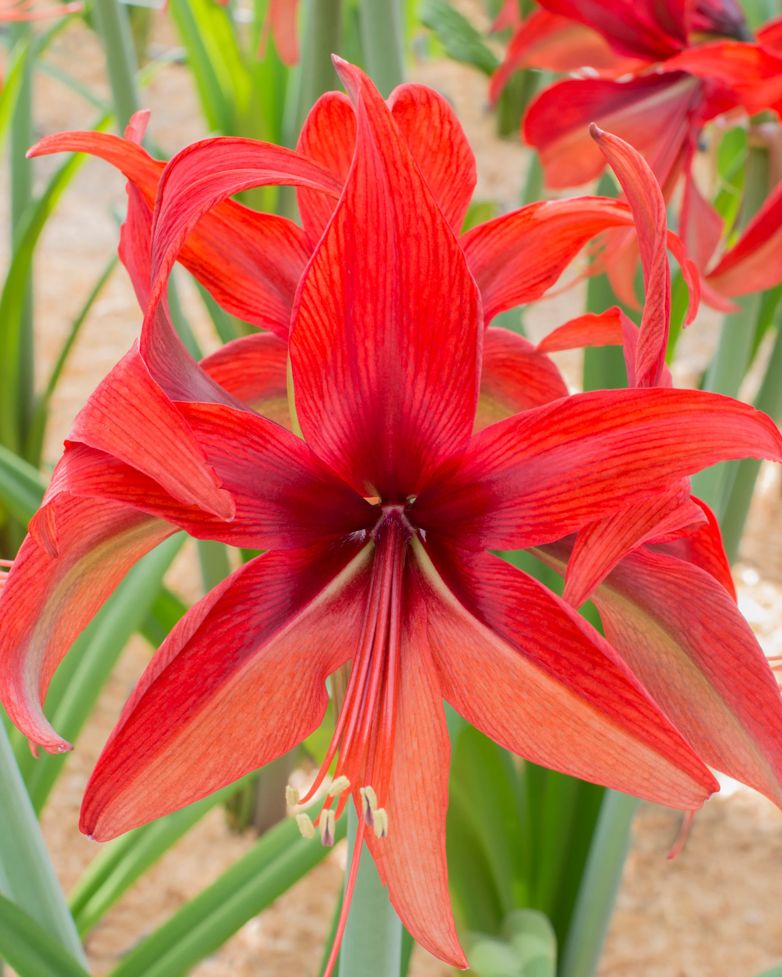 Amaryllis 'Bogota' - Image 2