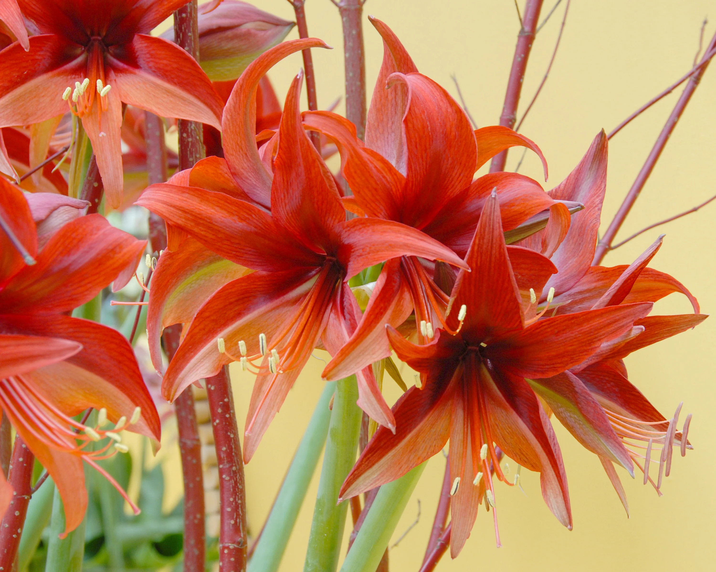Amaryllis 'Bogota' - Image 4