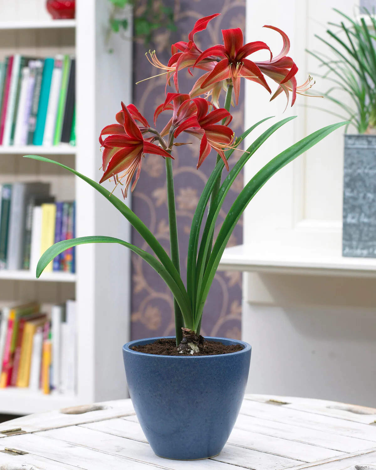 Amaryllis 'Bogota' - Image 5