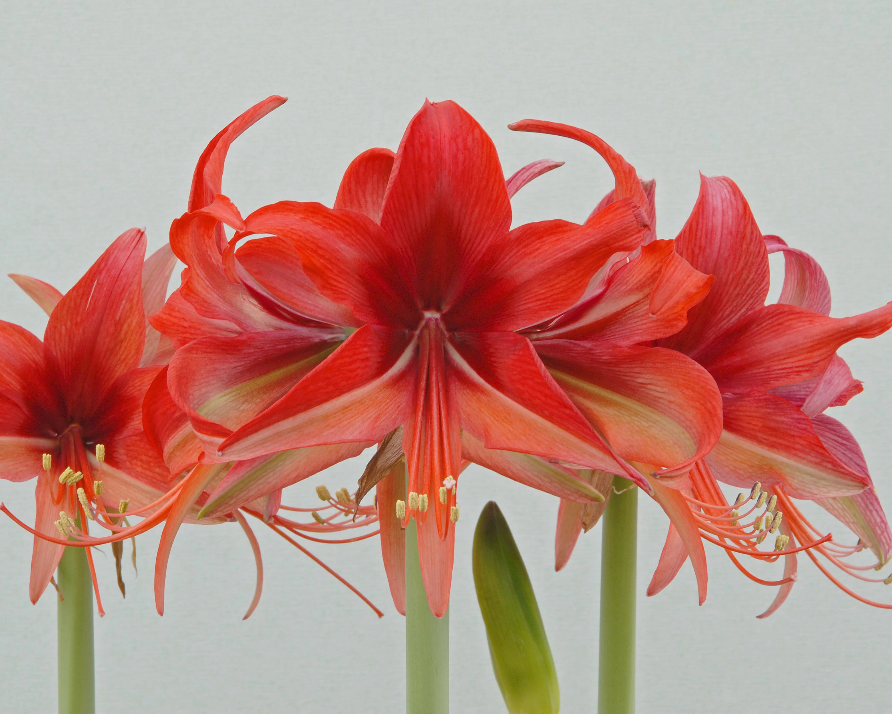Amaryllis 'Bogota' - Image 6