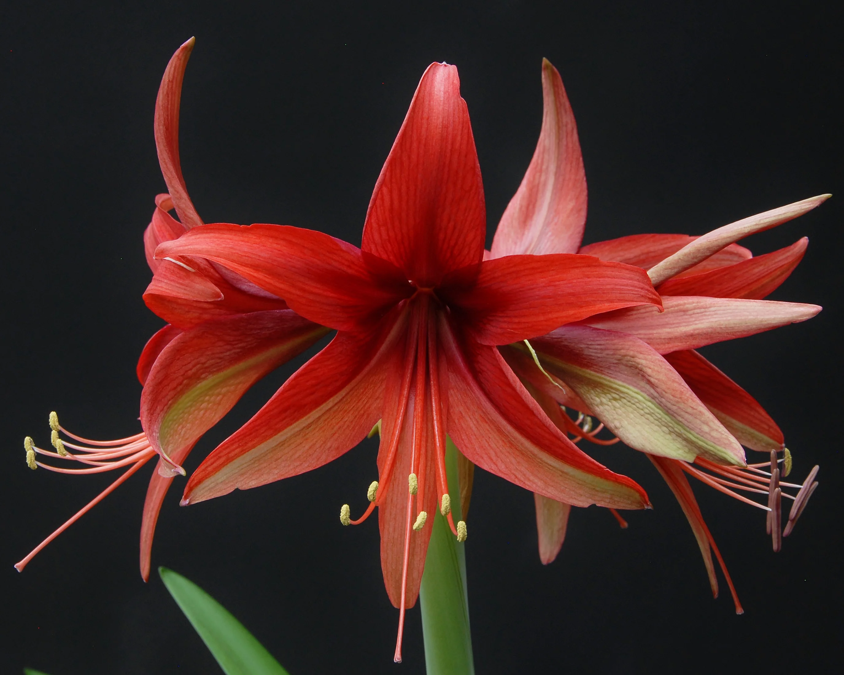Amaryllis 'Bogota' - Image 7