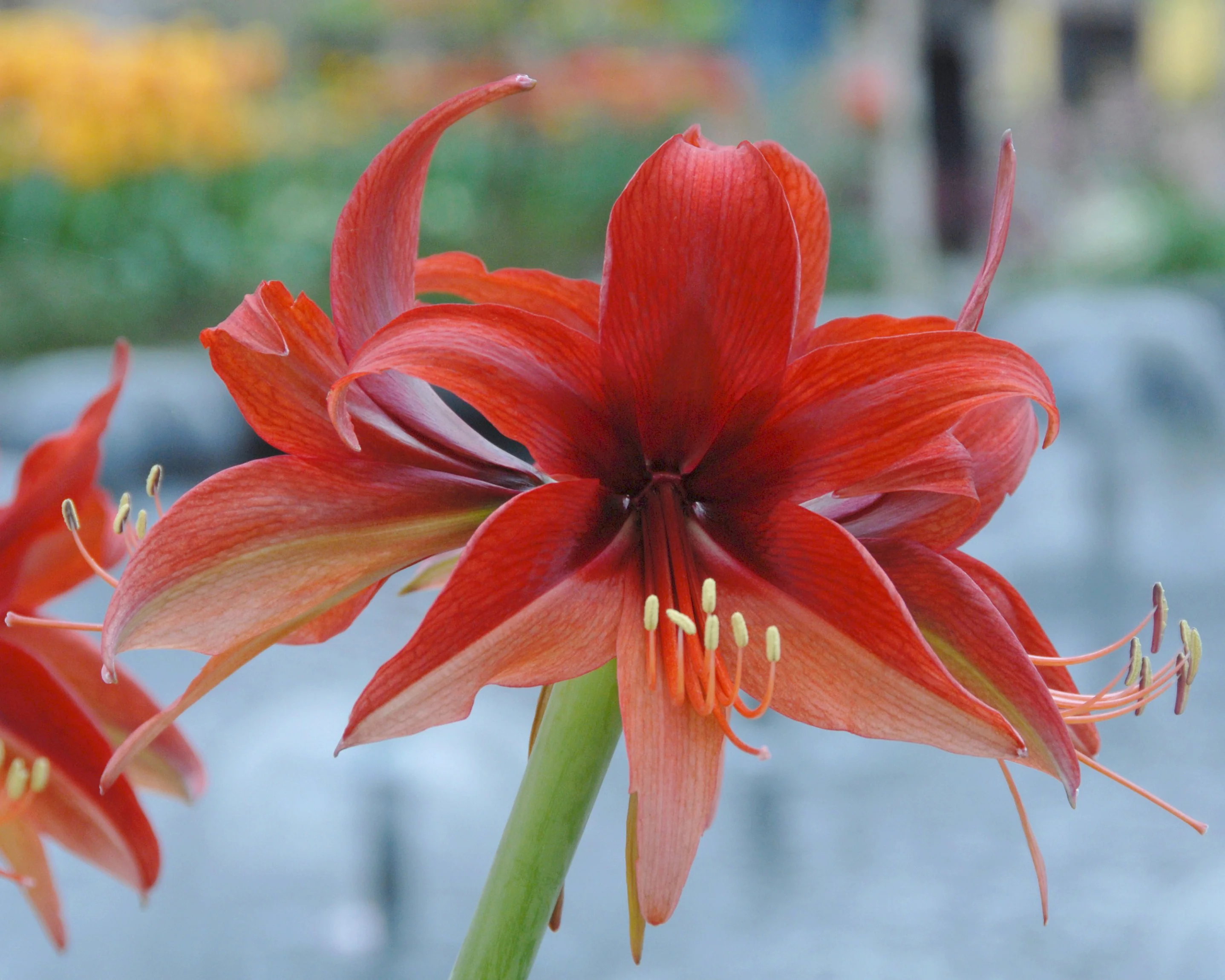 Amaryllis 'Bogota' - Image 8
