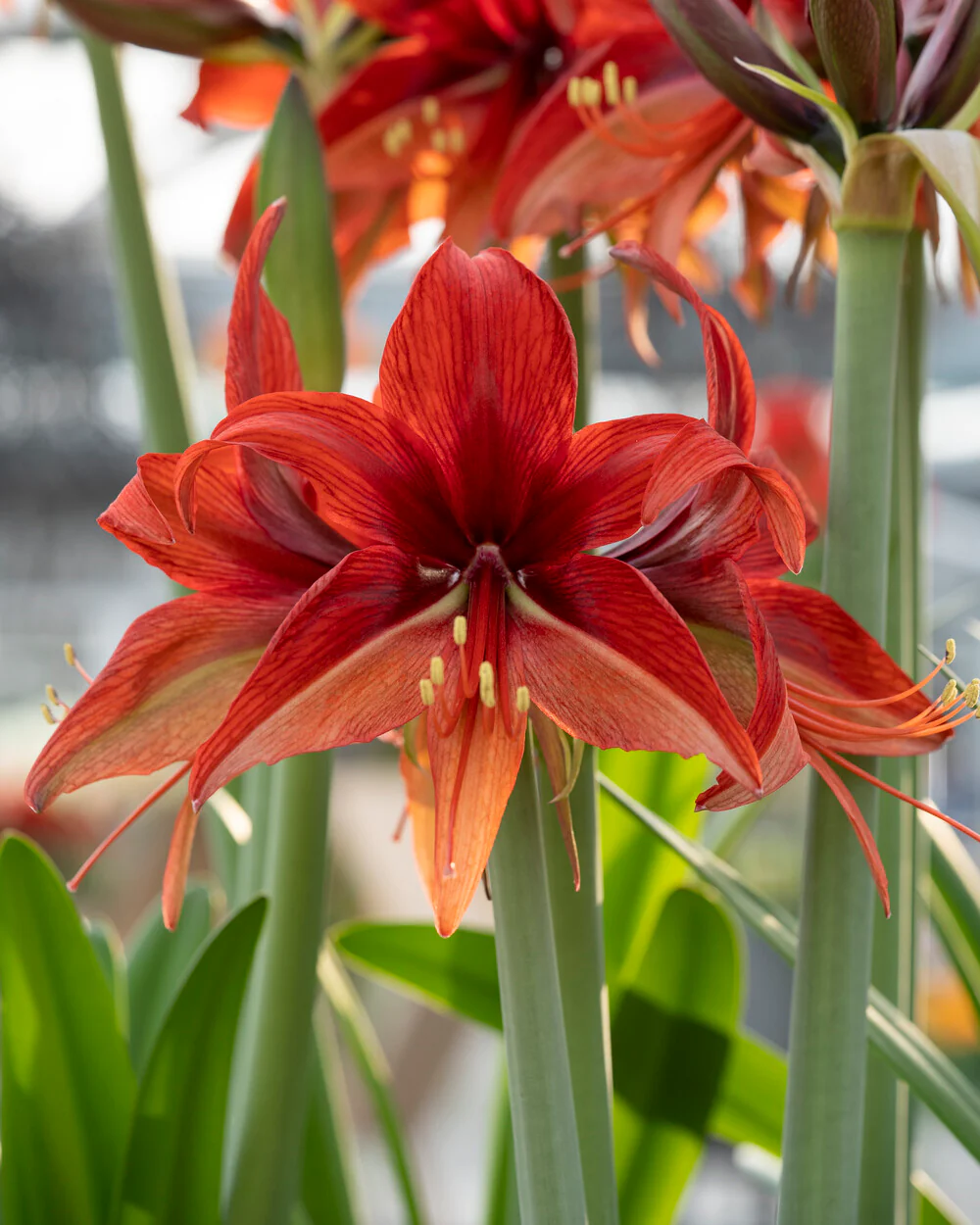 Amaryllis 'Bogota' - Image 9