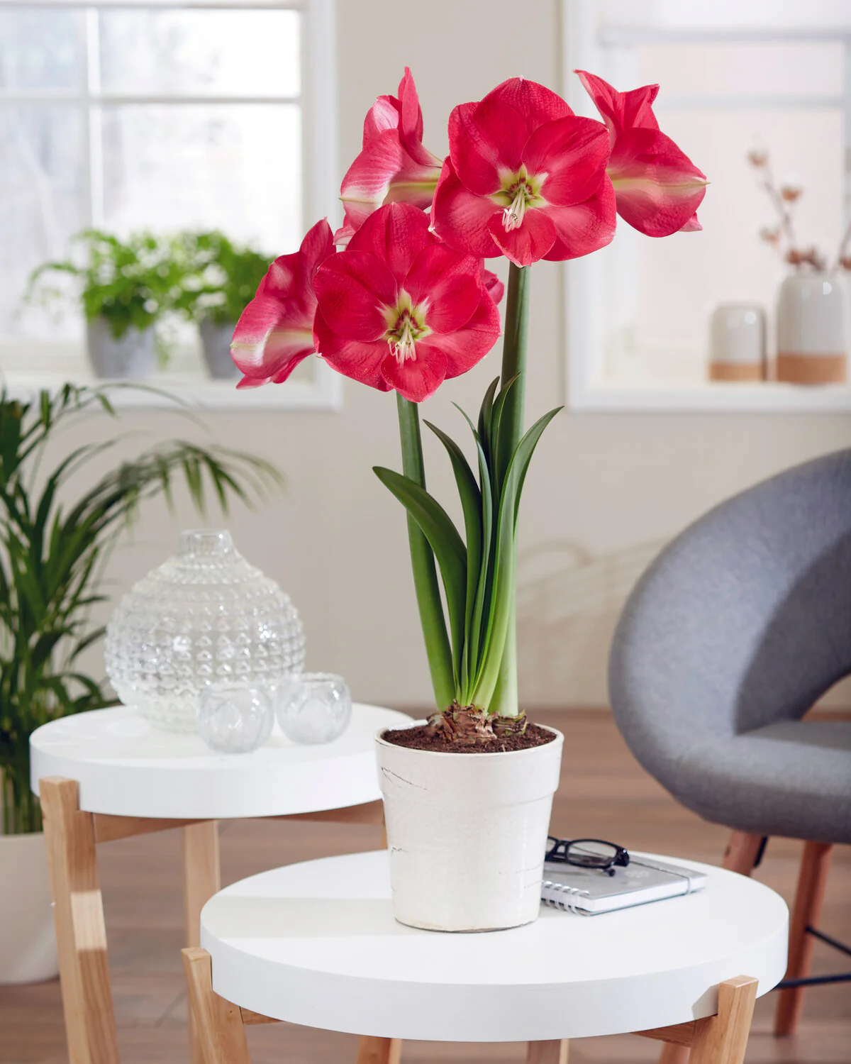 Amaryllis 'Candy Cream' - Image 3