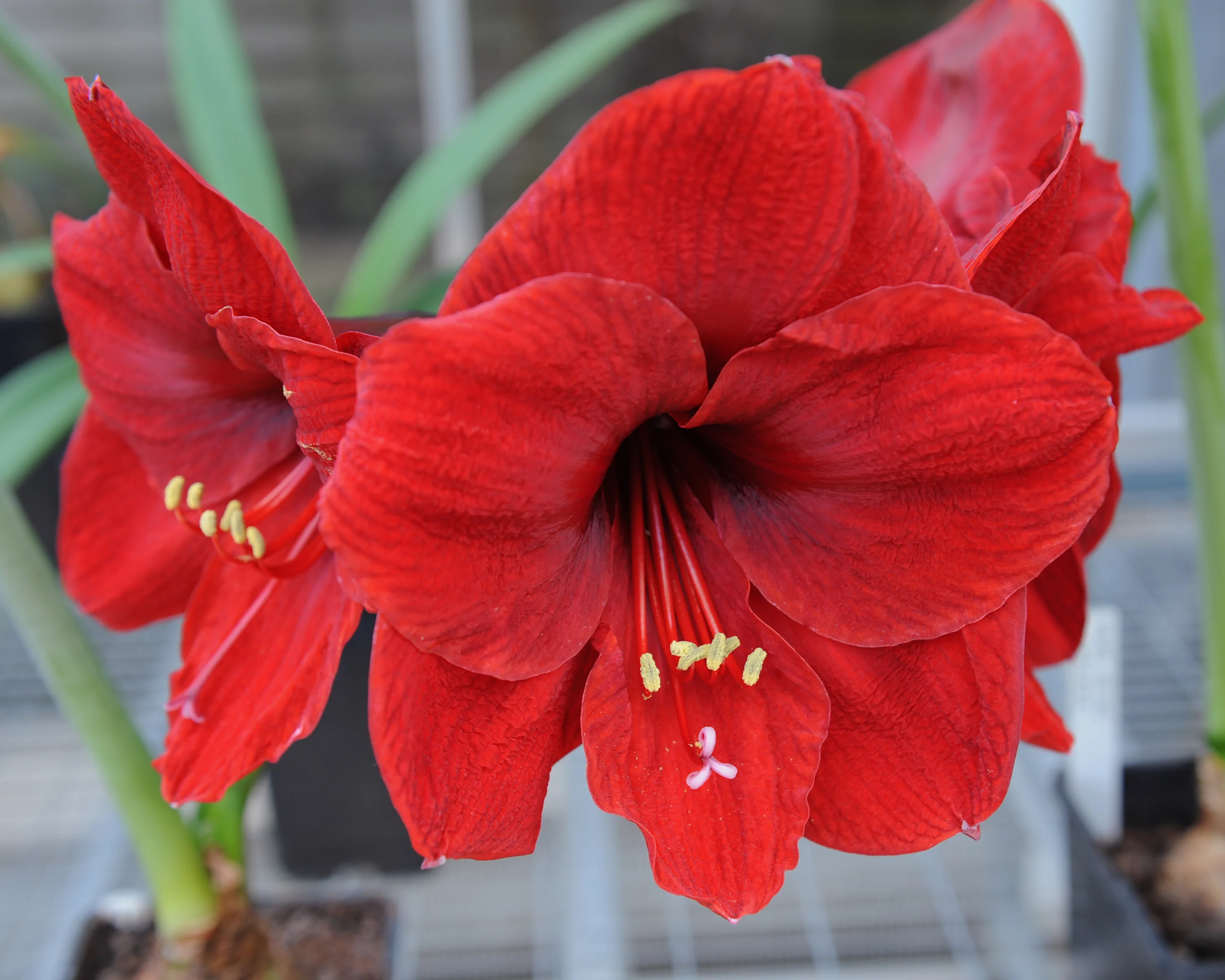 Amaryllis 'Carmen' - Image 3