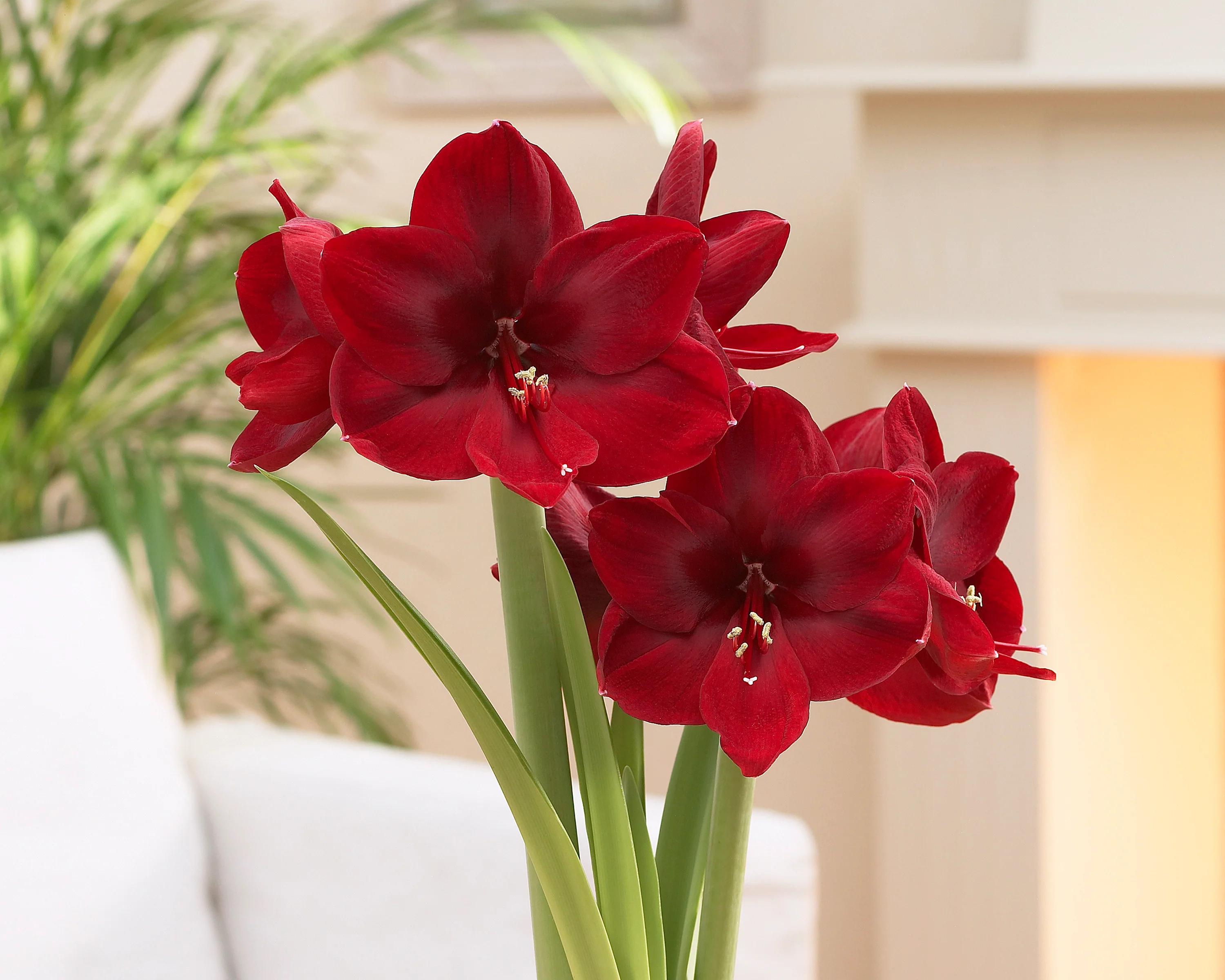 Amaryllis 'Carmen' - Image 5