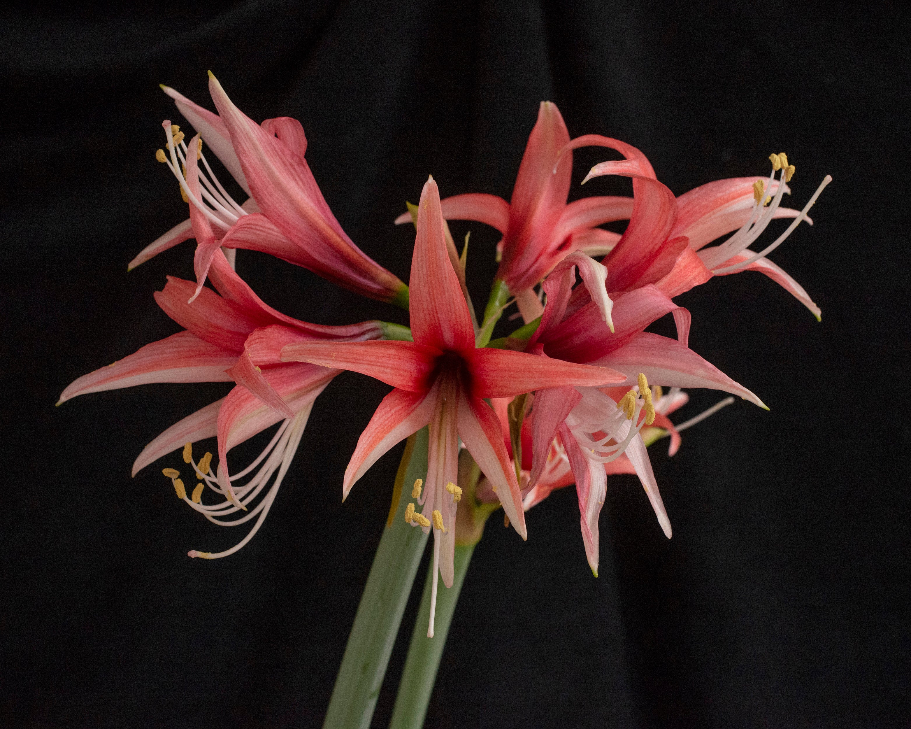 Amaryllis 'Cybister Rose' - Image 10