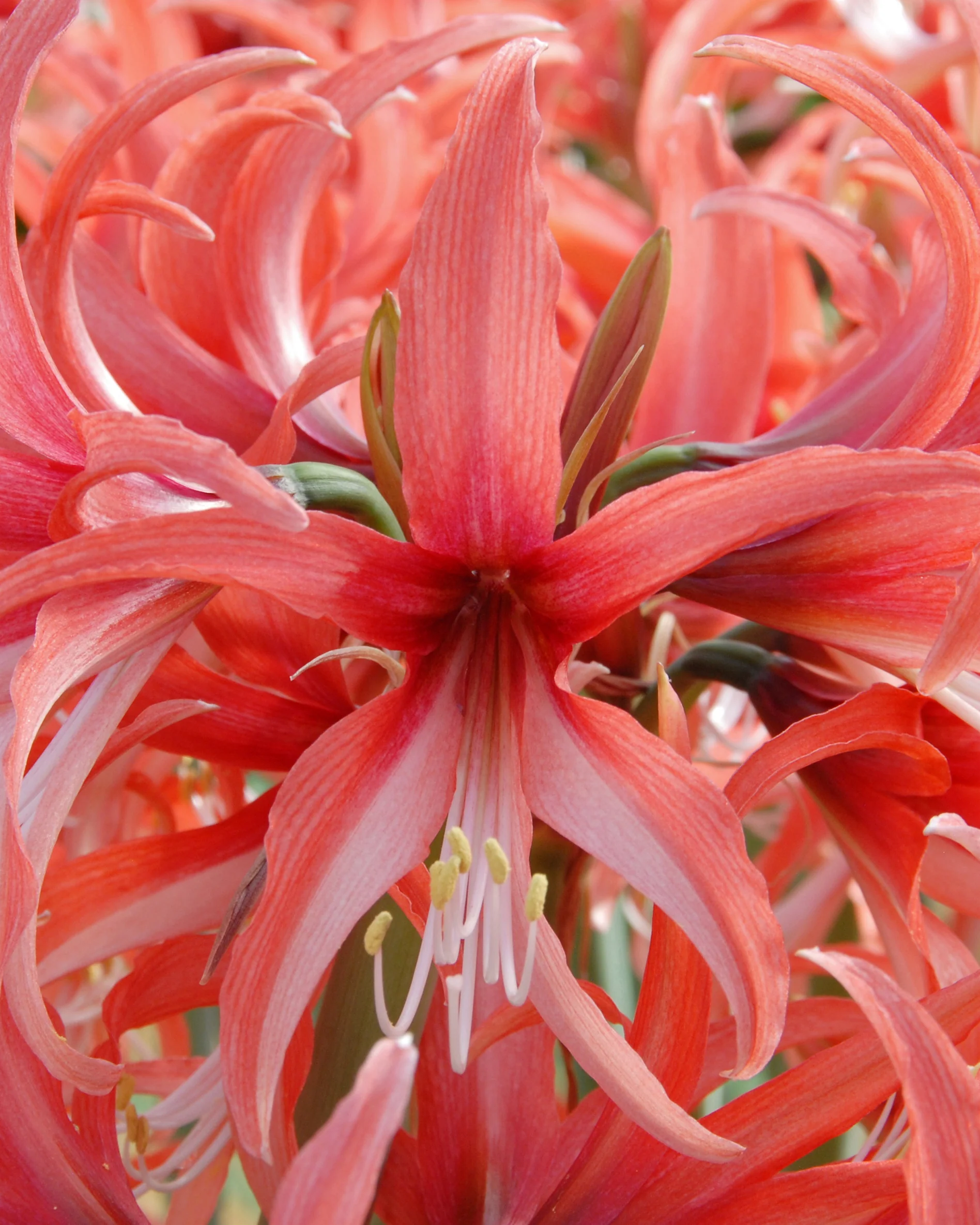 Amaryllis 'Cybister Rose' - Image 2
