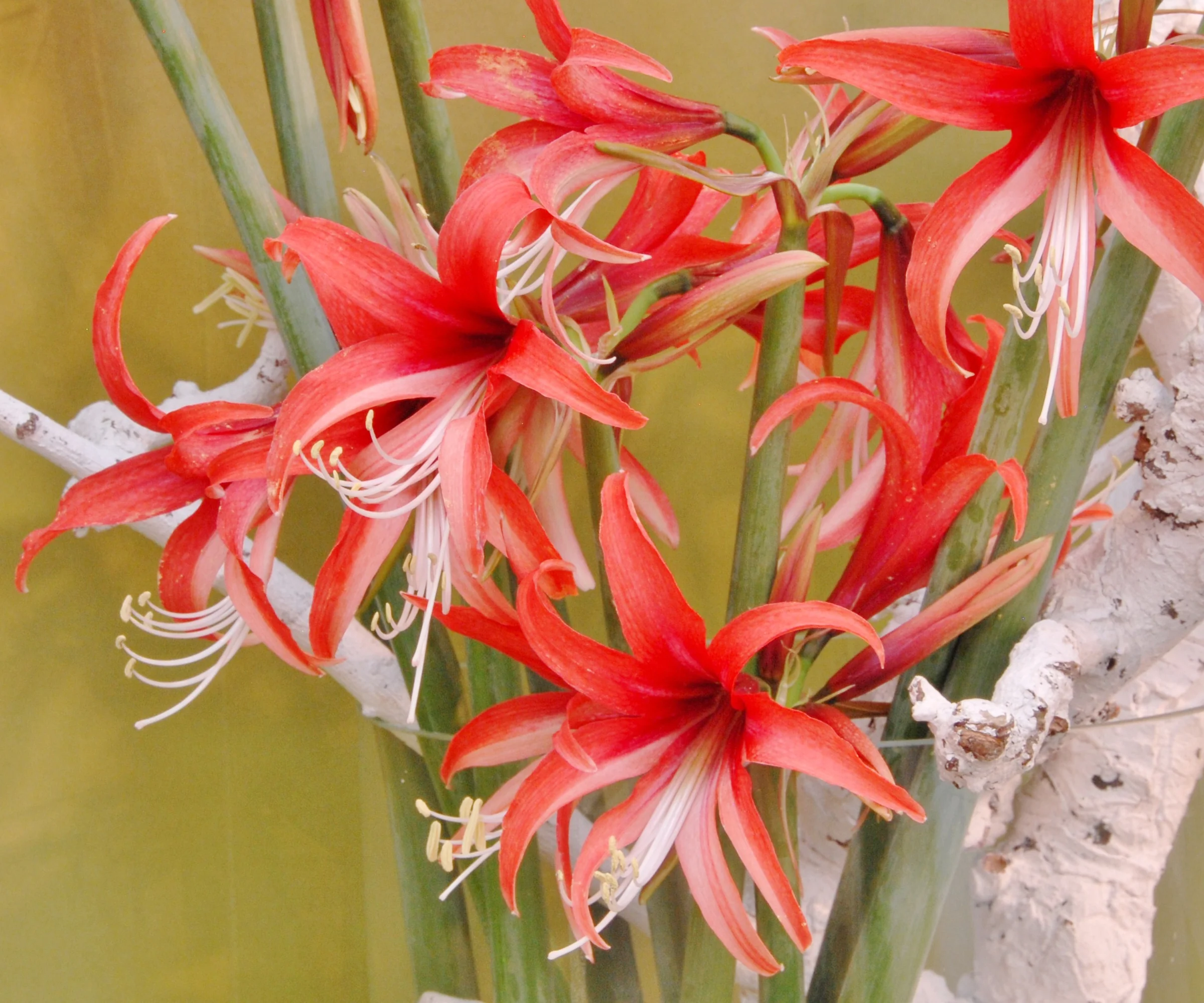 Amaryllis 'Cybister Rose' - Image 3