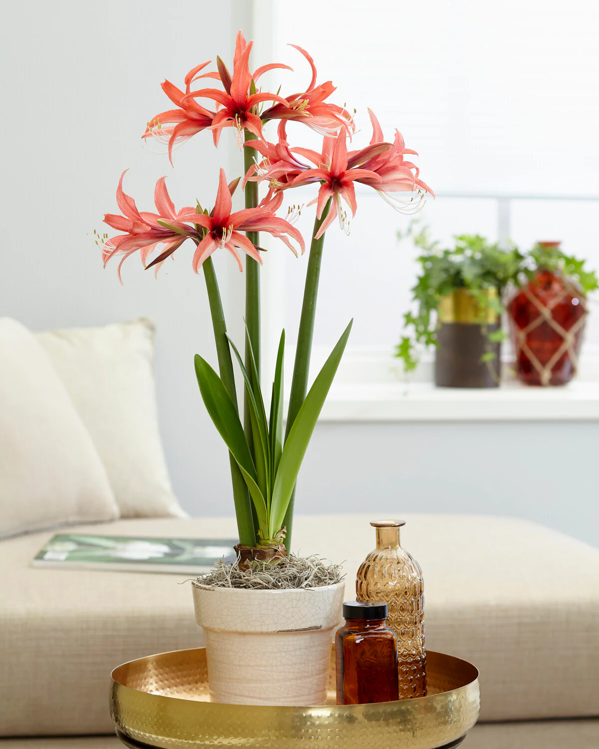 Amaryllis 'Cybister Rose' - Image 6