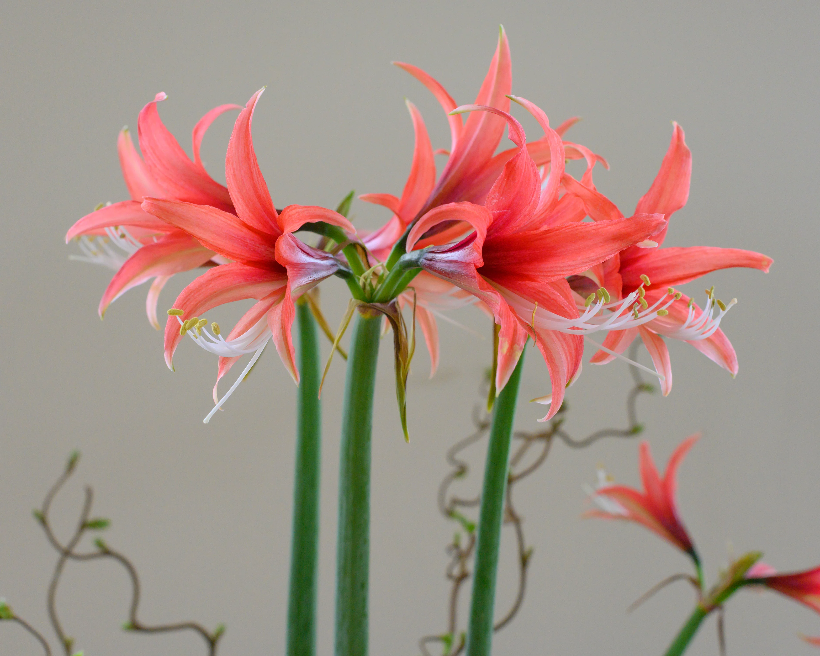 Amaryllis 'Cybister Rose' - Image 7
