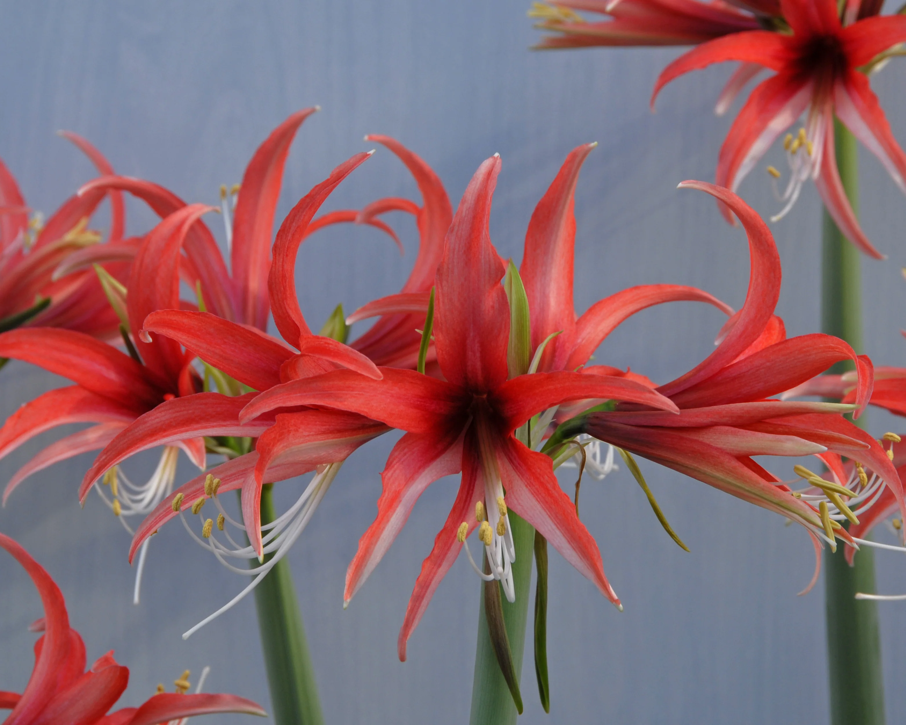 Amaryllis 'Cybister Rose' - Image 9