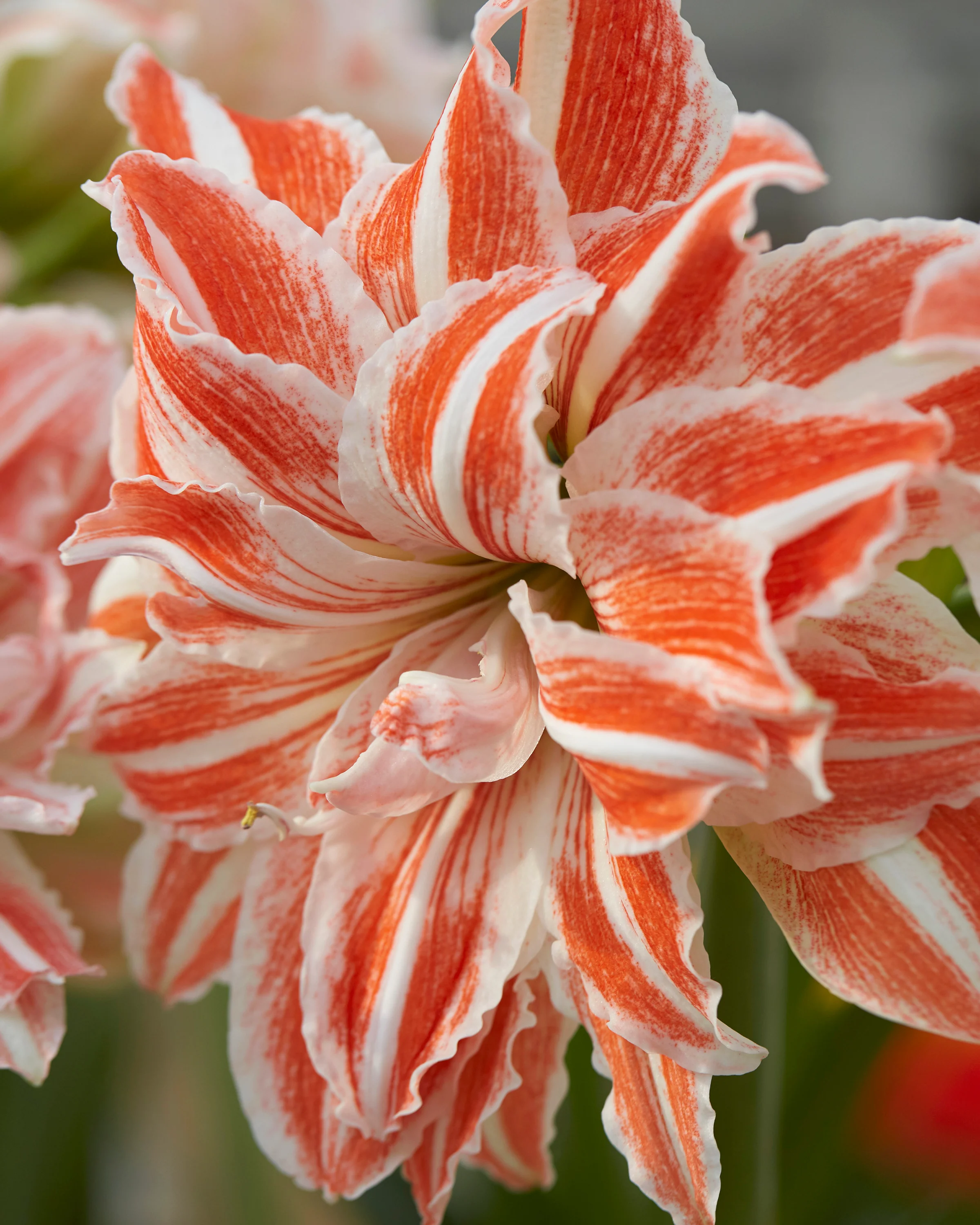 Amaryllis 'Dancing Queen' - Image 4