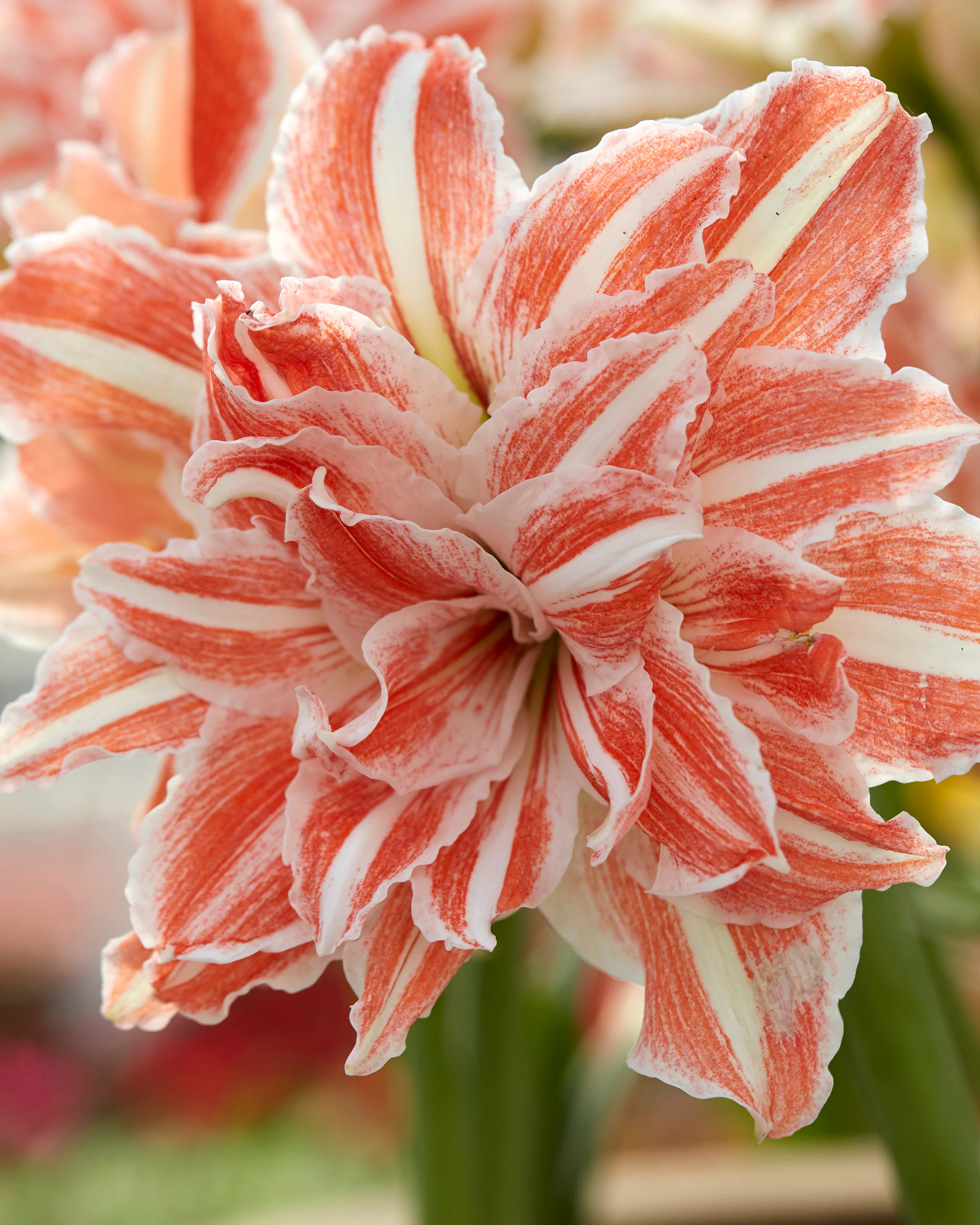 Amaryllis 'Dancing Queen' - Image 5