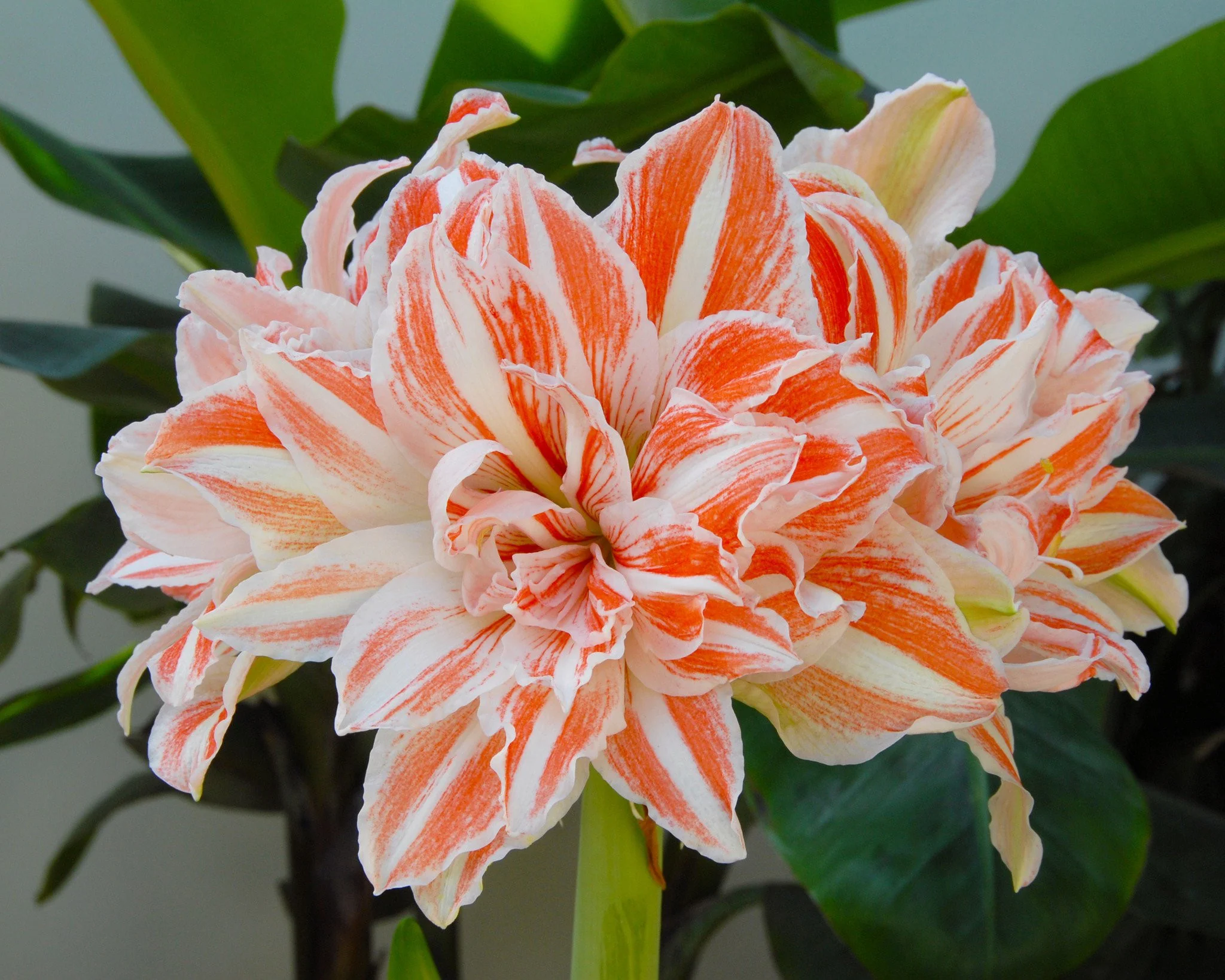 Amaryllis 'Dancing Queen' - Image 6