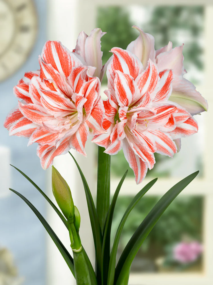 Amaryllis 'Dancing Queen' - Image 7