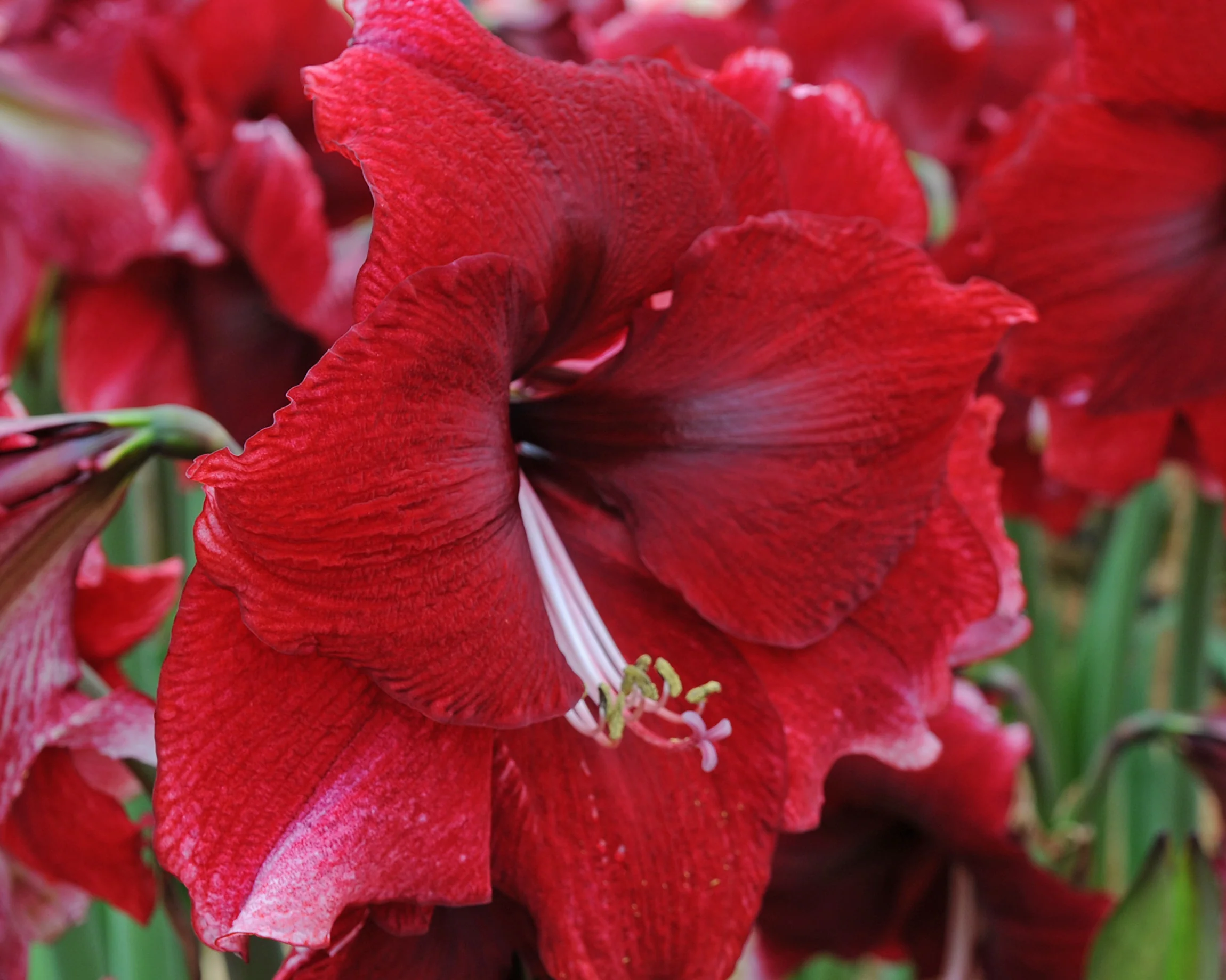 Amaryllis 'Daphne' - Image 10