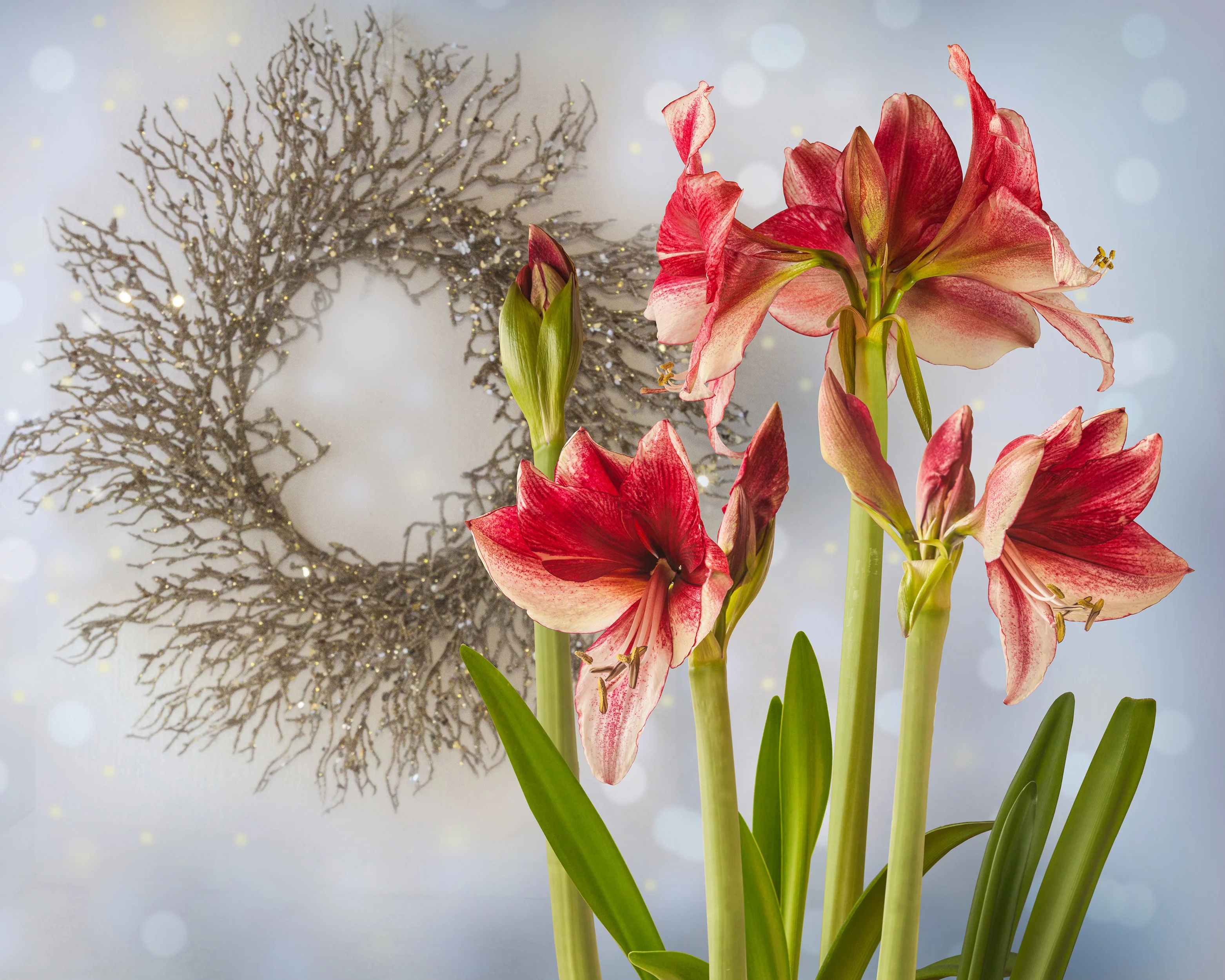 Amaryllis 'Daphne' - Image 11