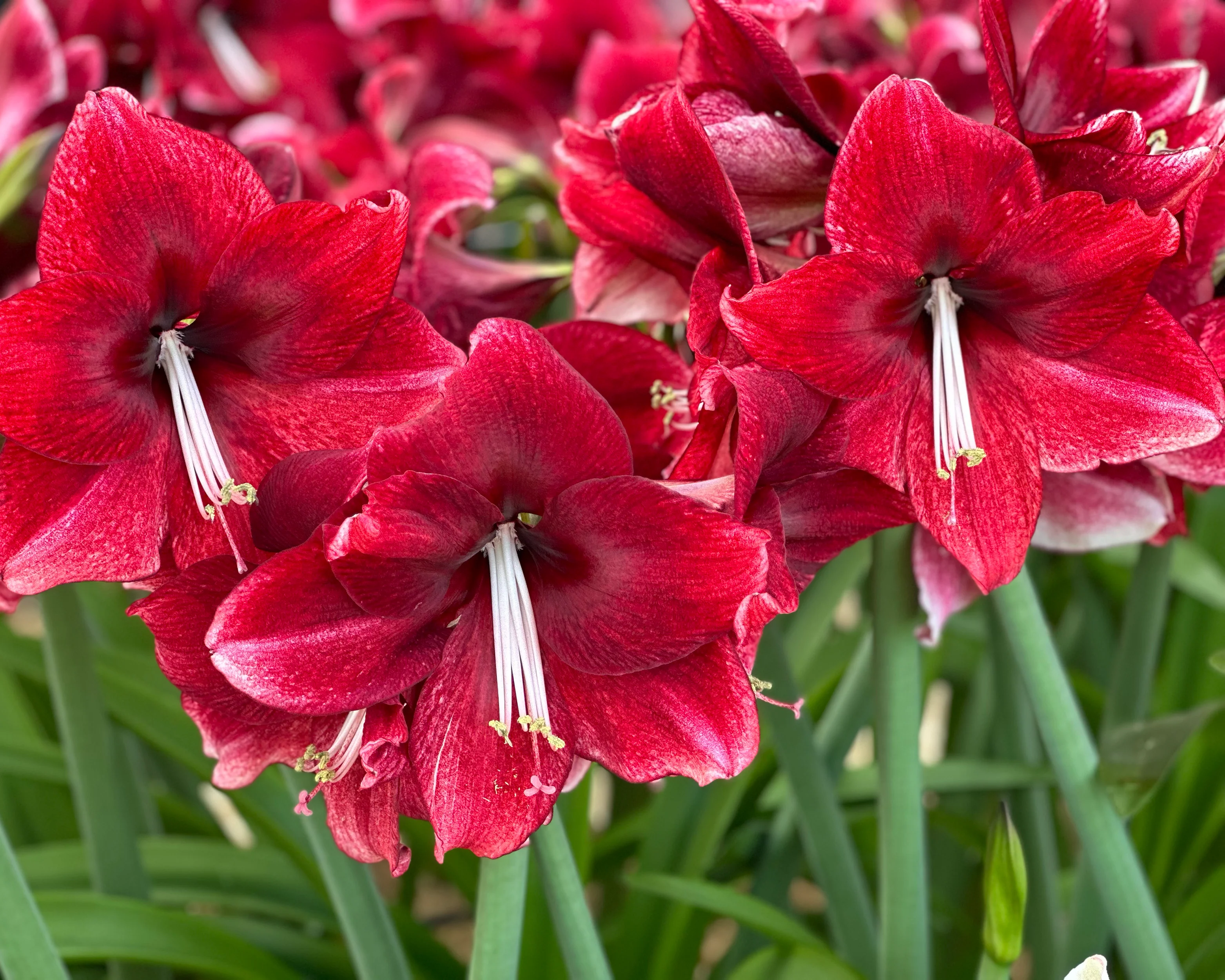 Amaryllis 'Daphne' - Image 2