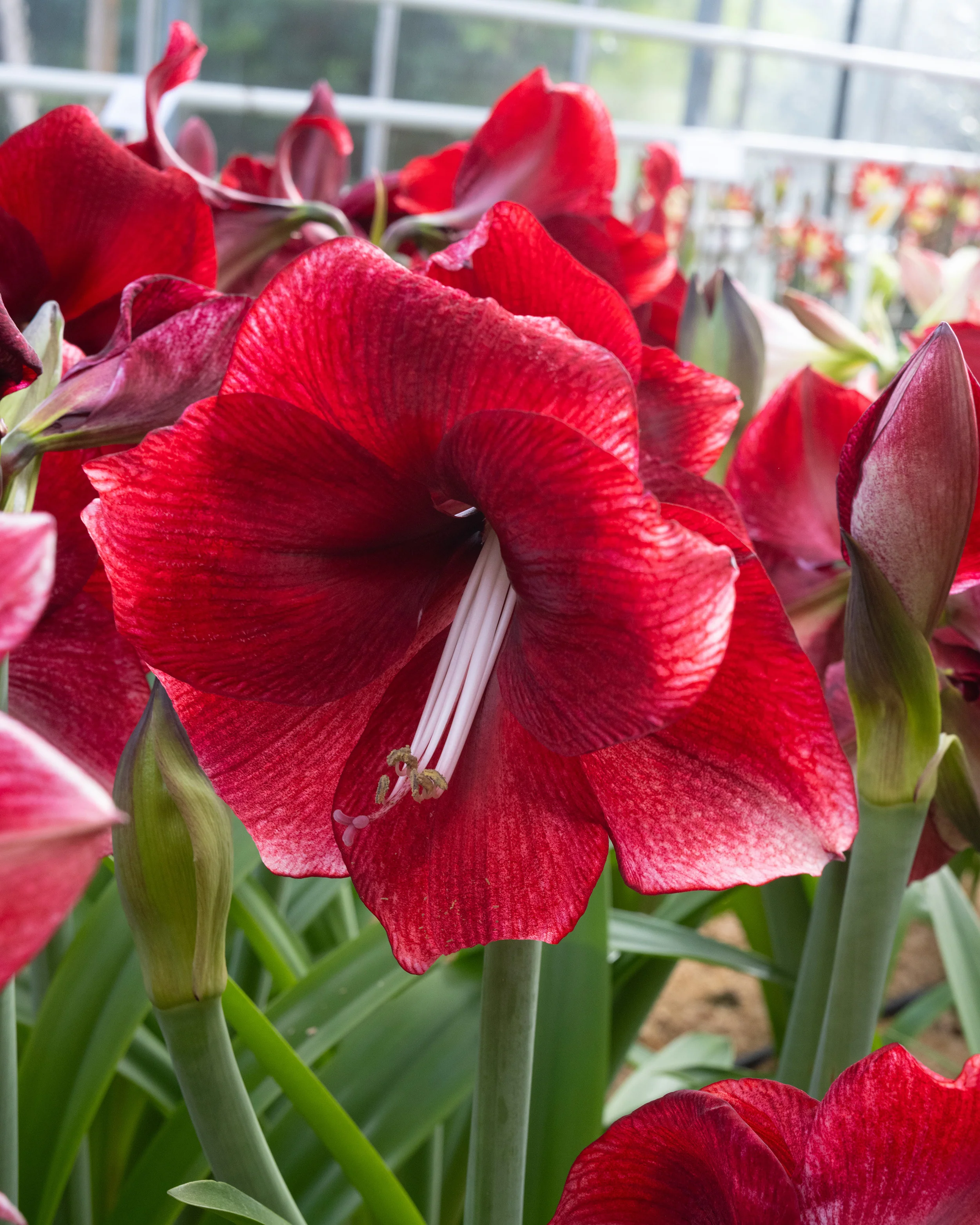 Amaryllis 'Daphne' - Image 3