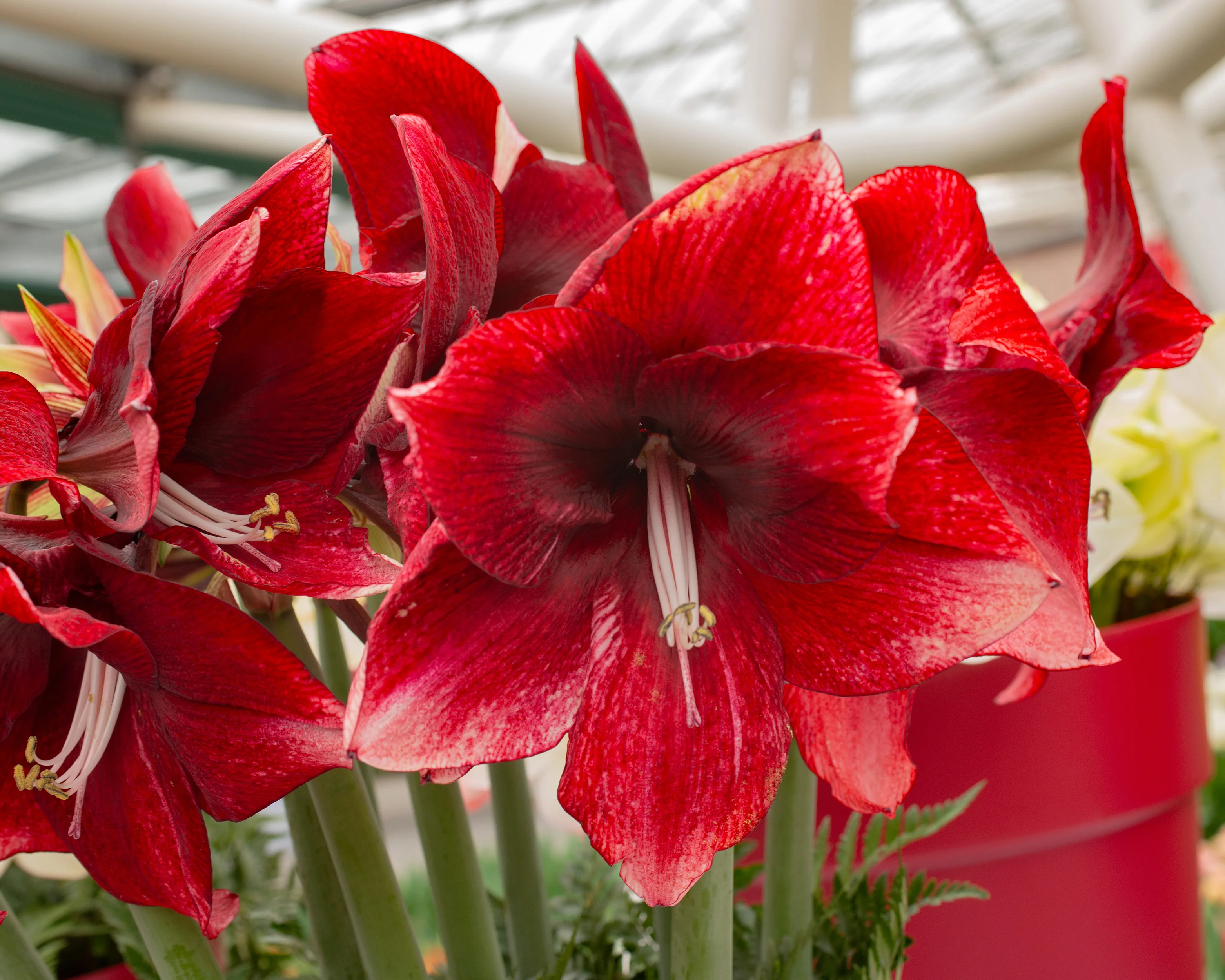 Amaryllis 'Daphne' - Image 7